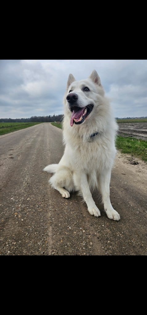 Cooper