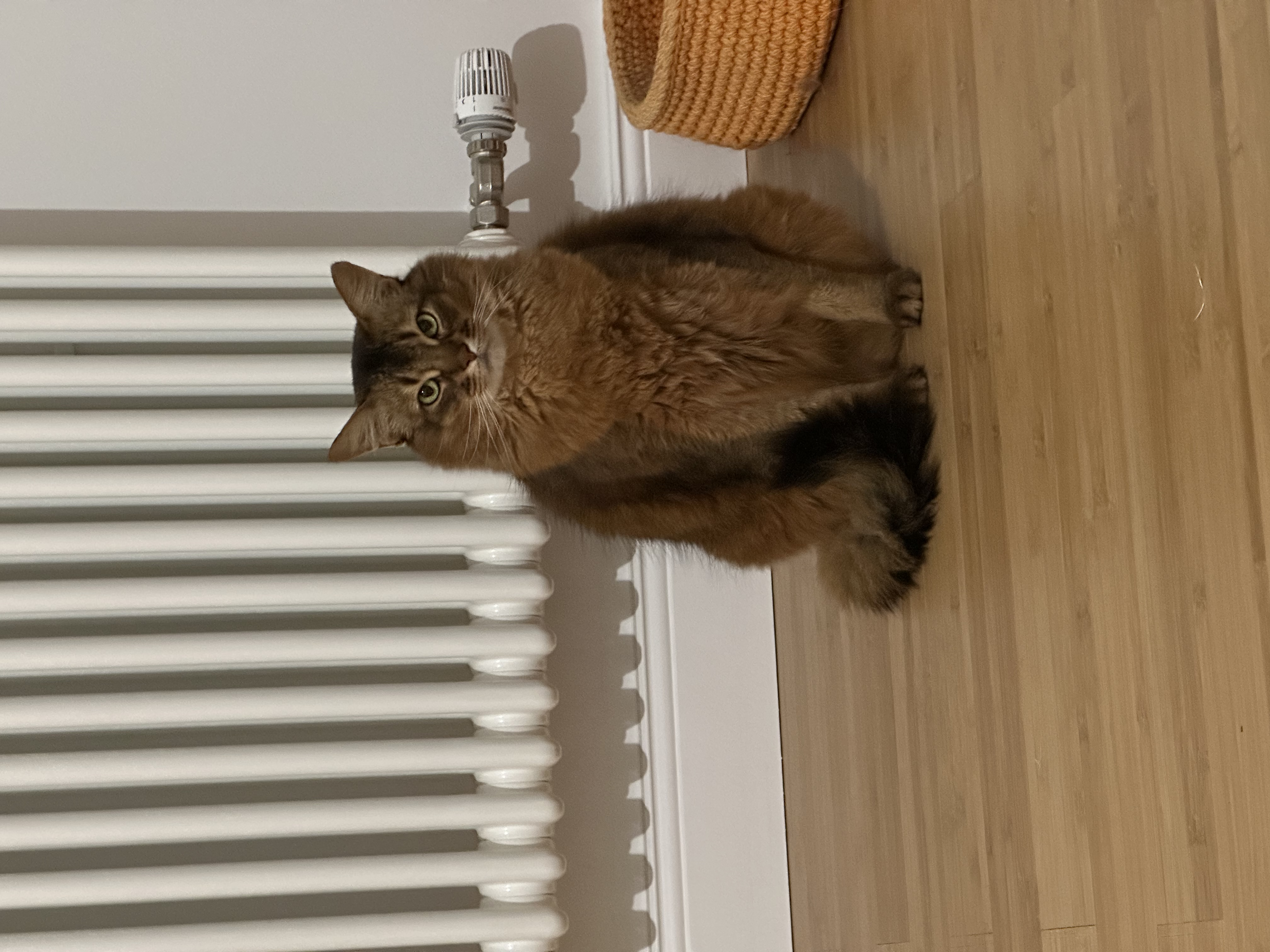 image-6