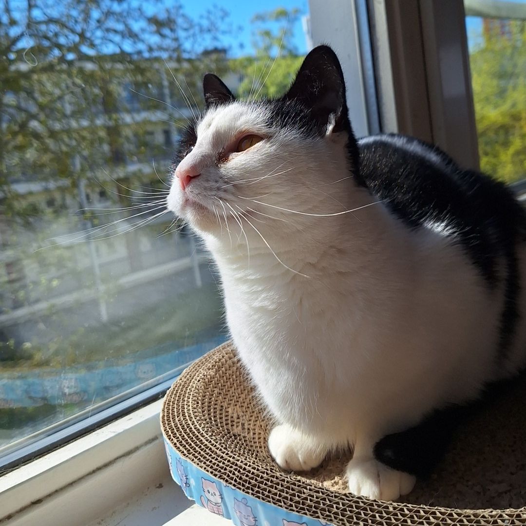 Nova