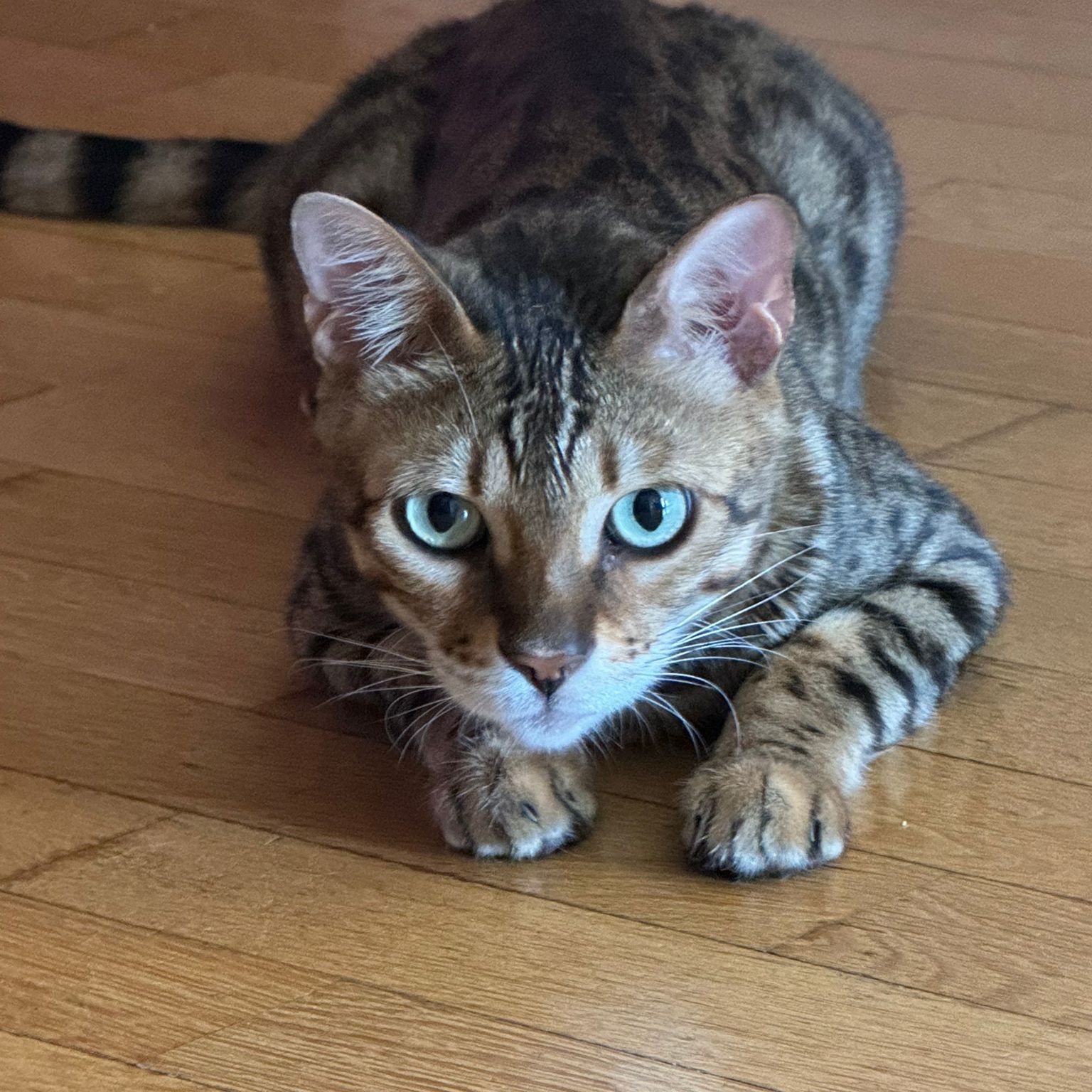 Artù 