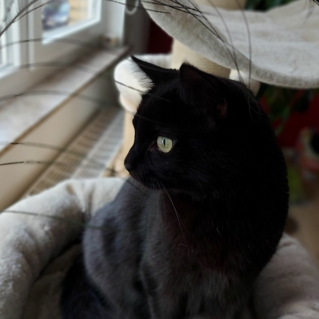 Naya