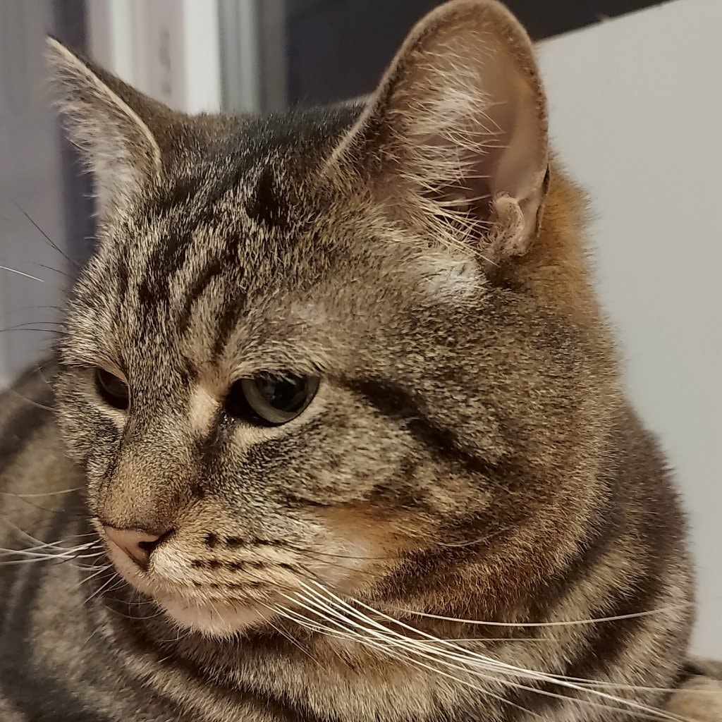 Aslan
