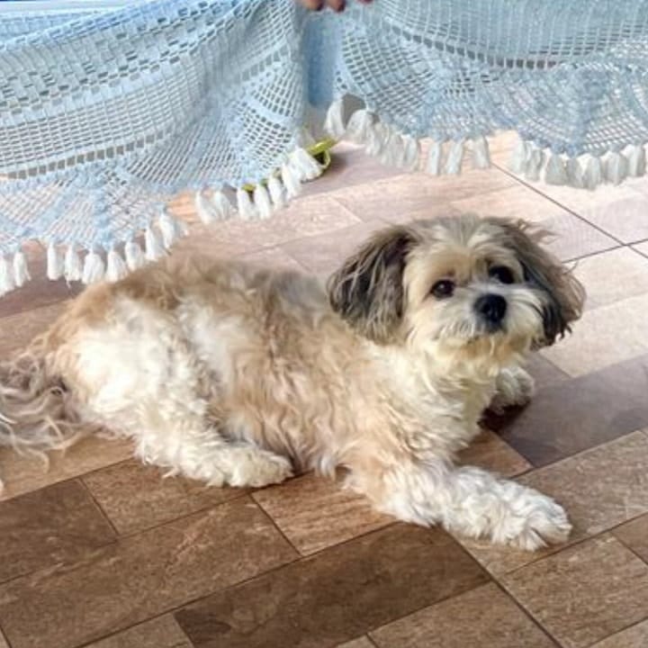 Petruchio