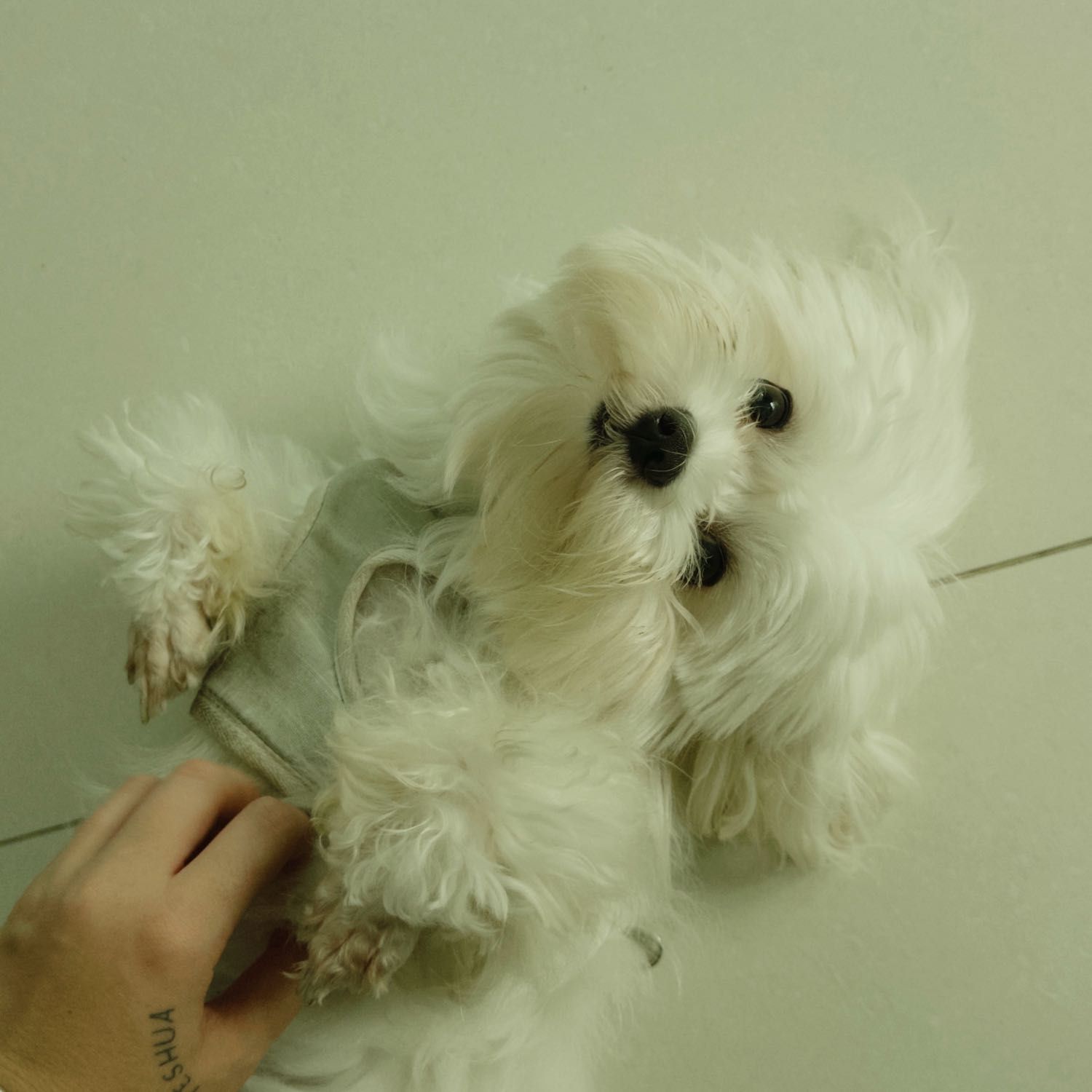 Zeca