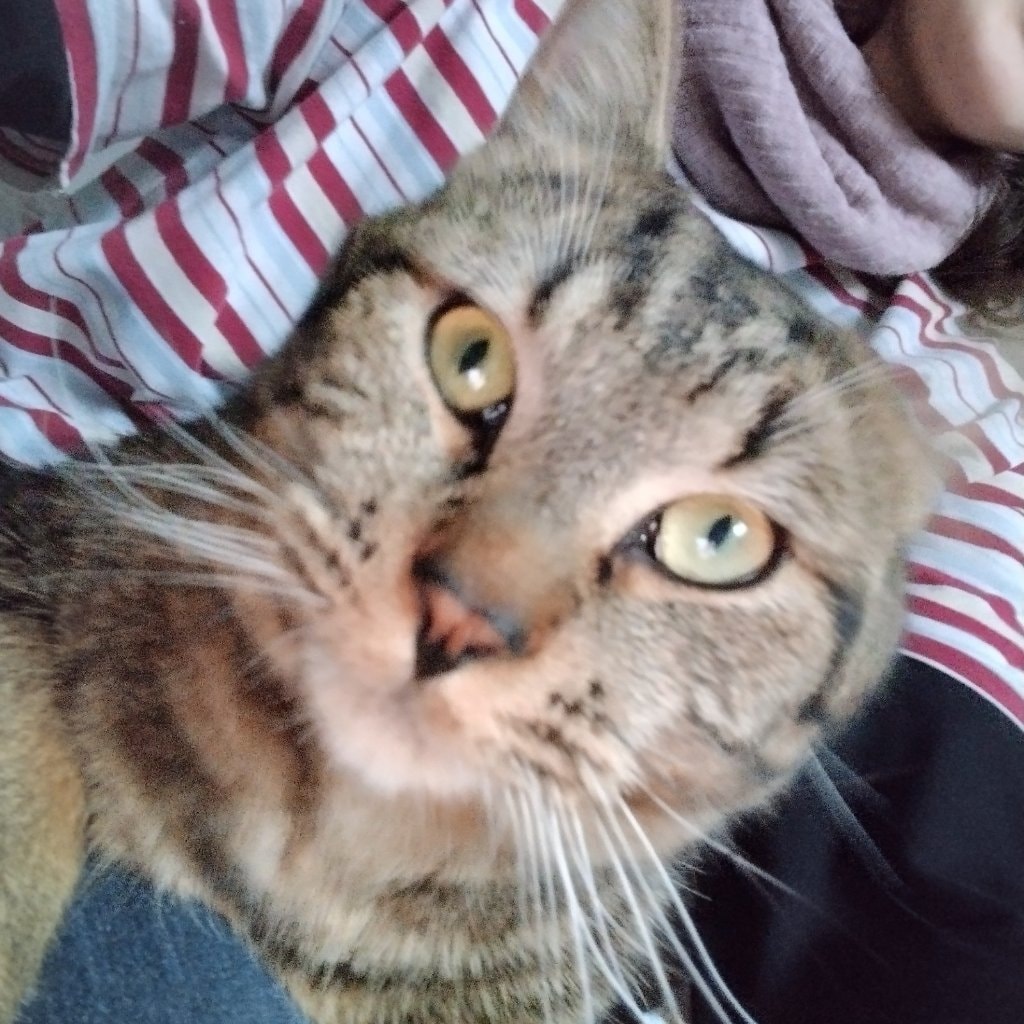 Tigrou