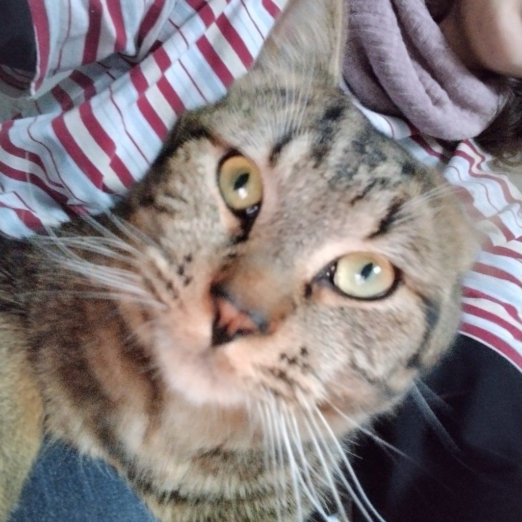 Tigrou