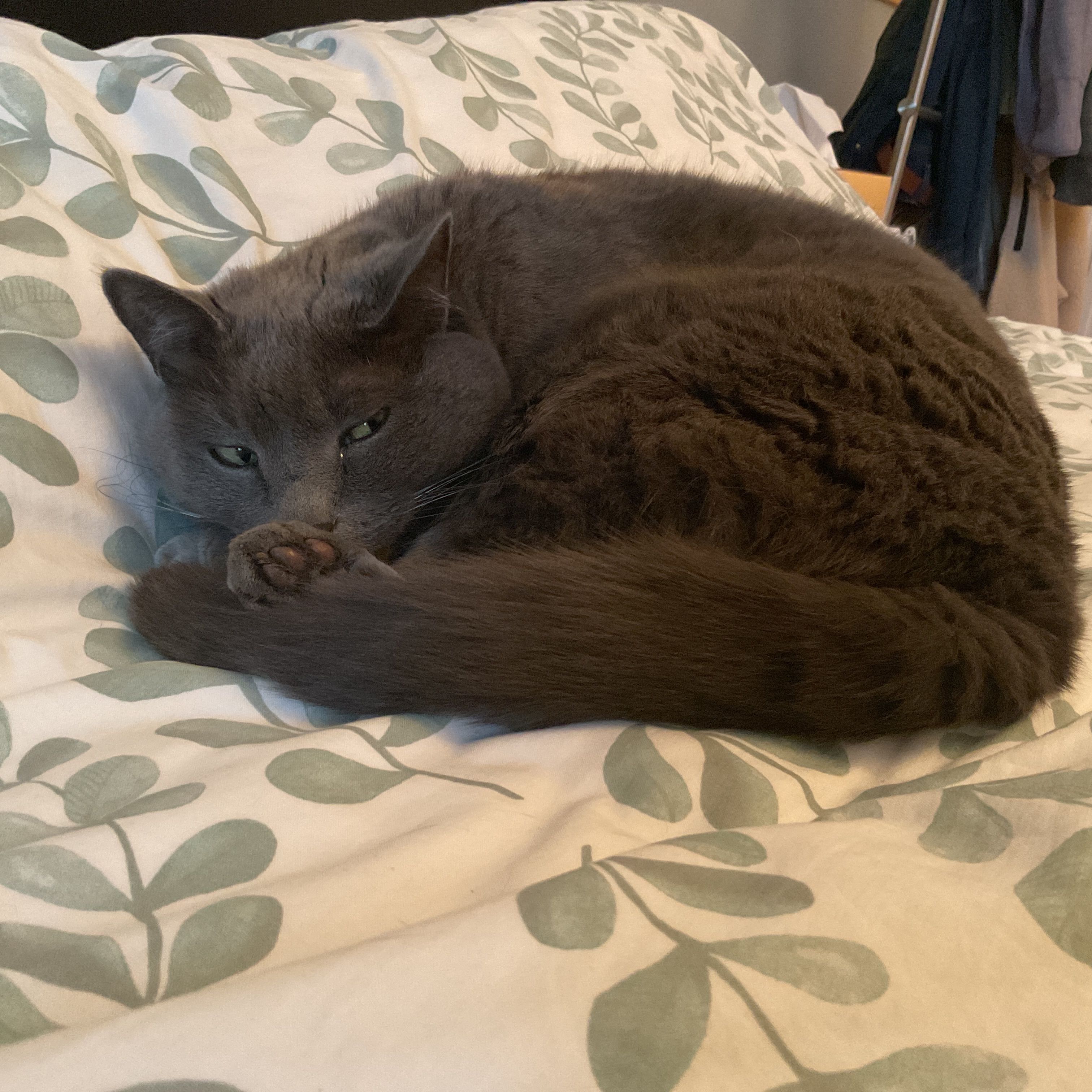 Cleo