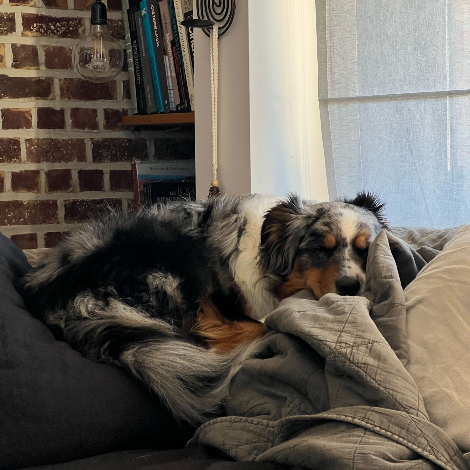 Zola
