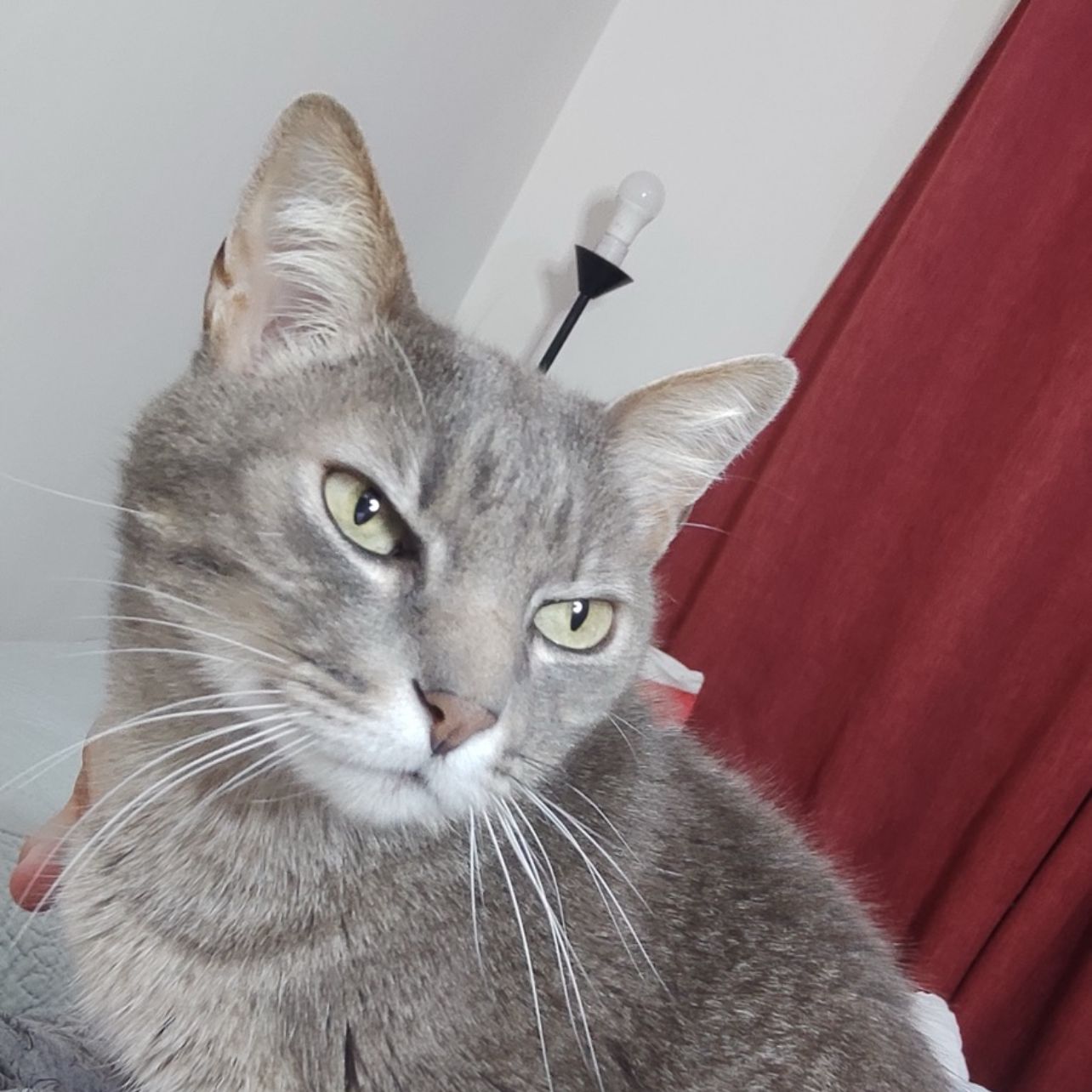 Tom