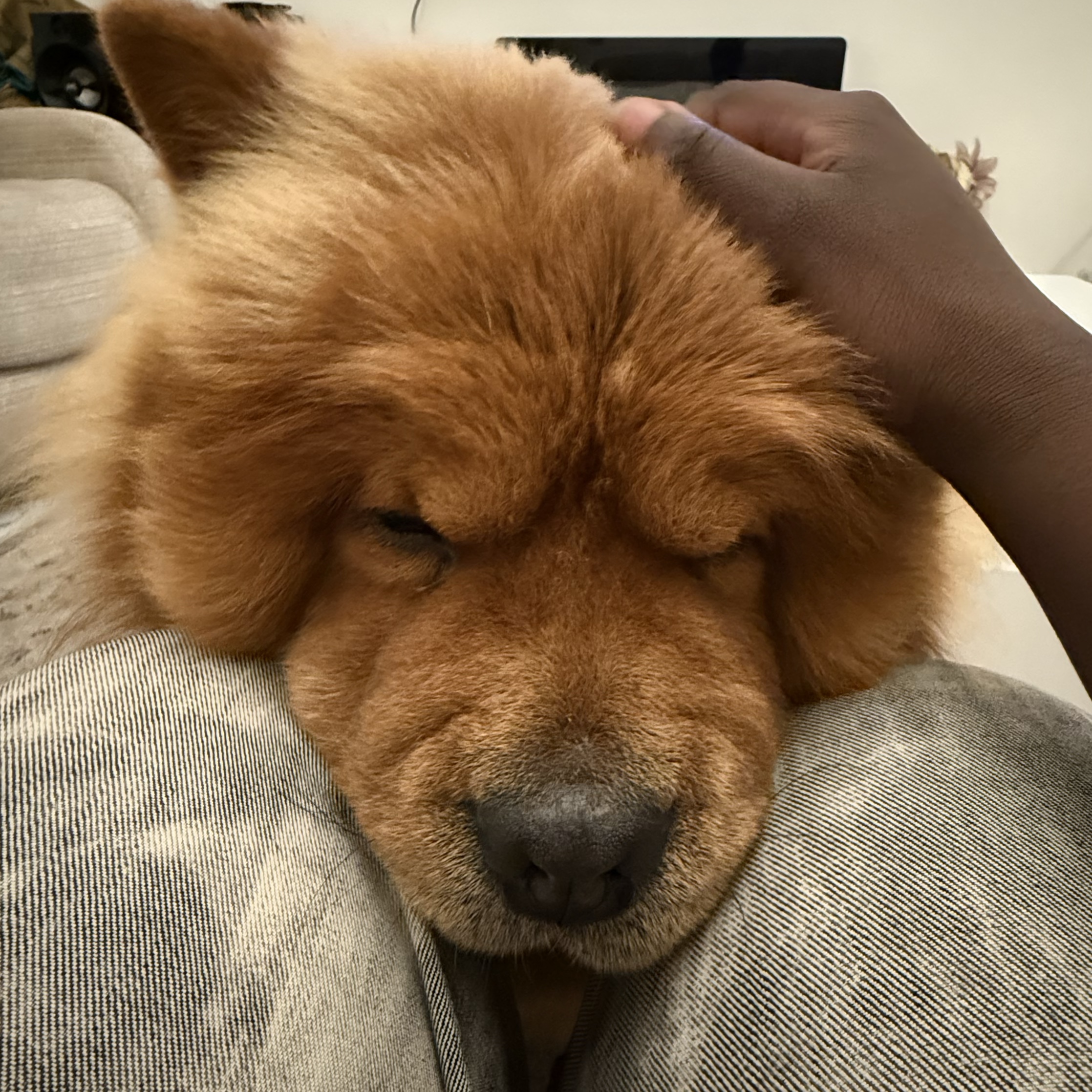 Mochi