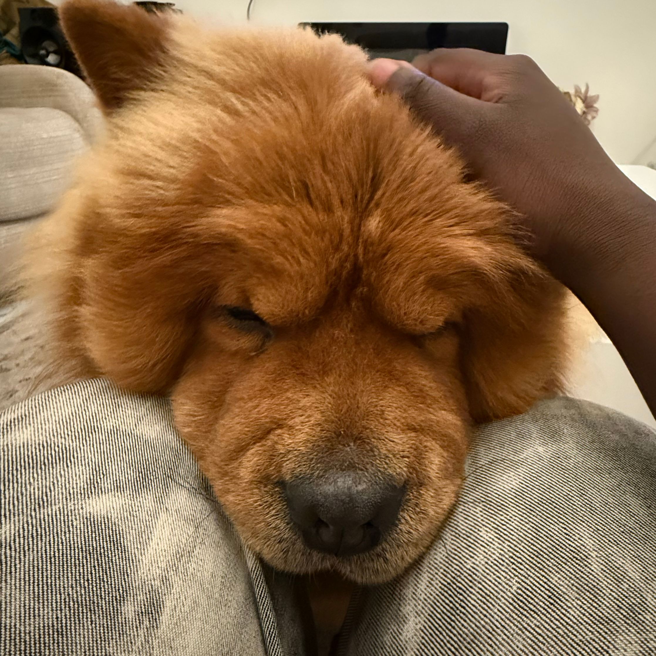 Mochi