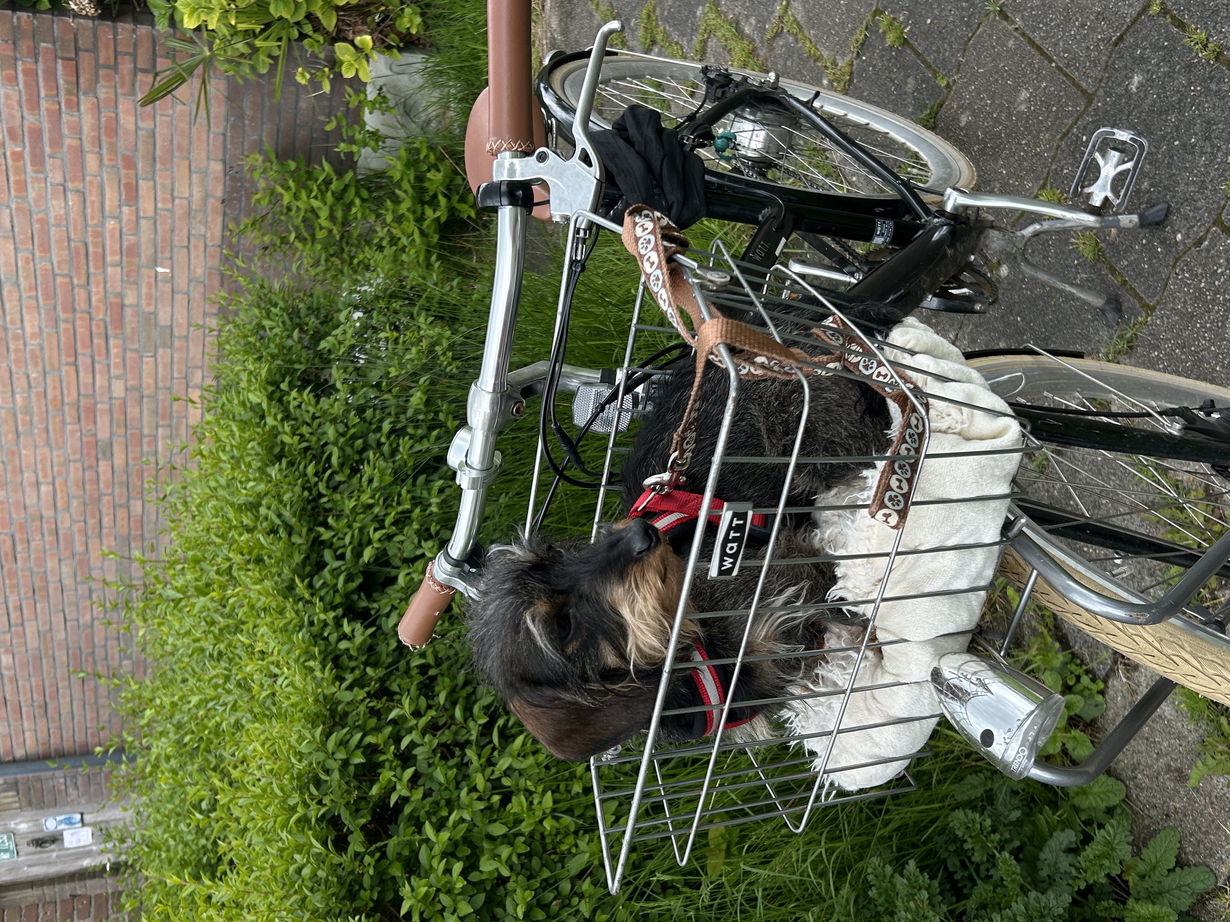 image-4