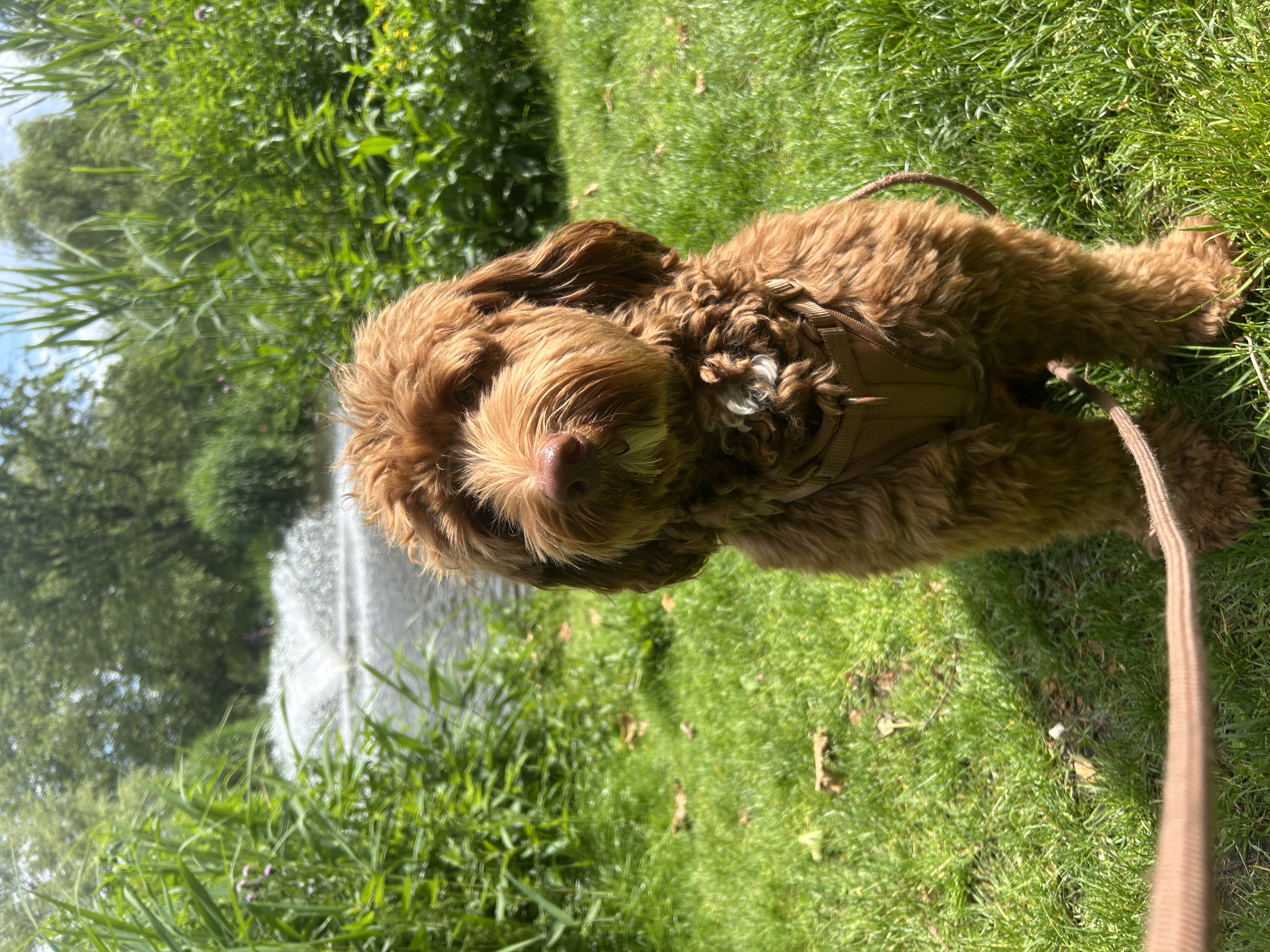 image-7