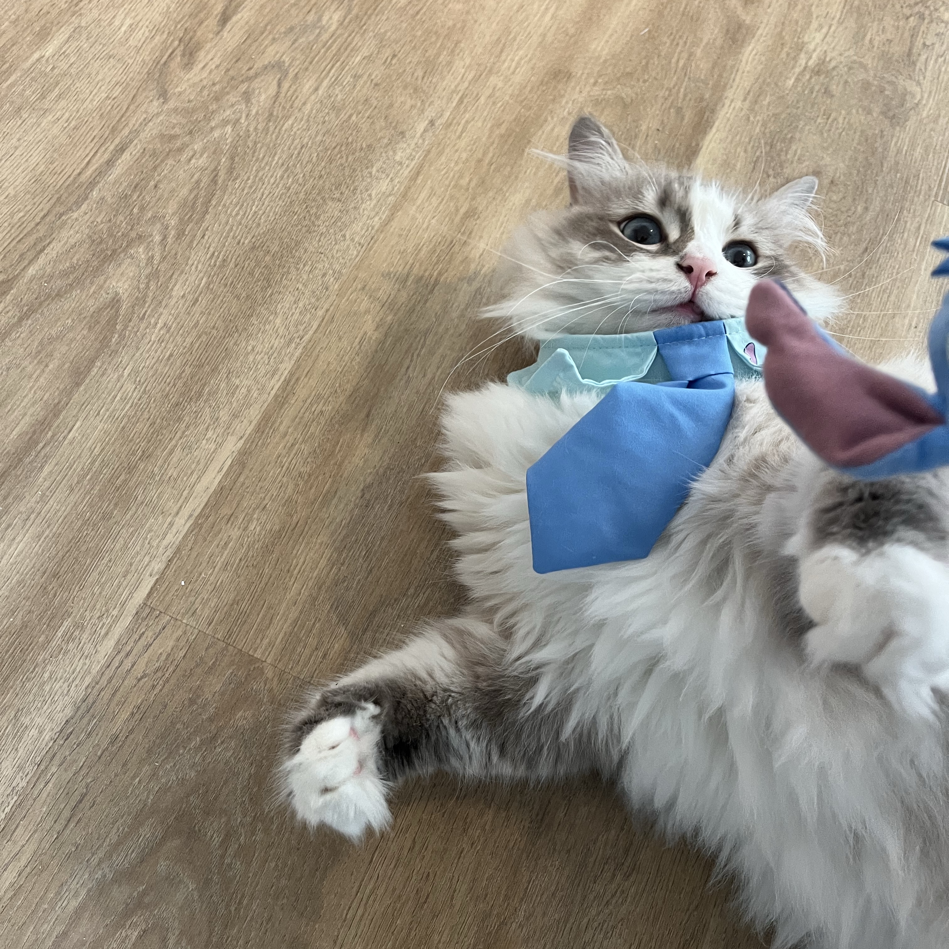 Miko
