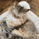Dasha