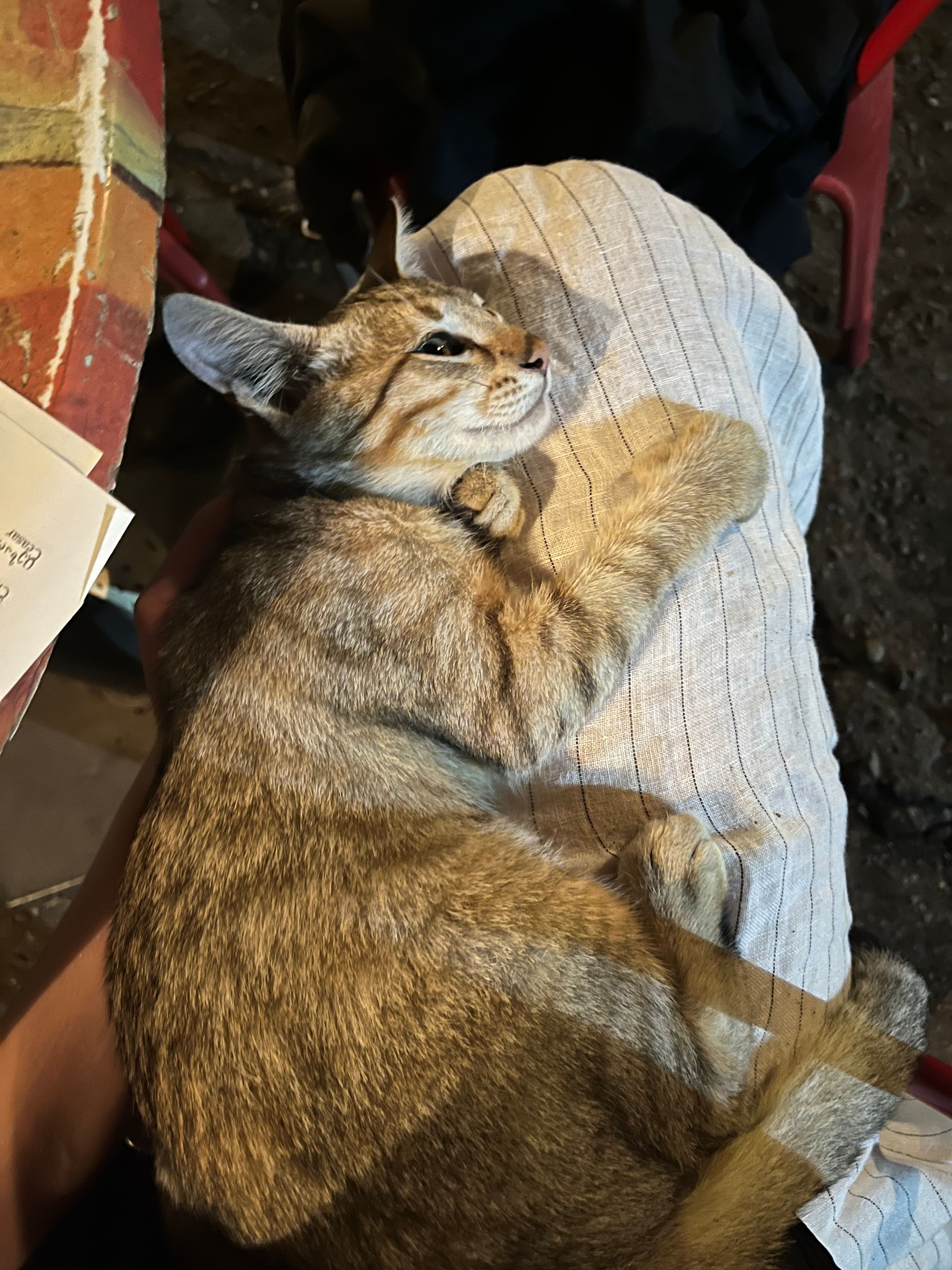 image-6