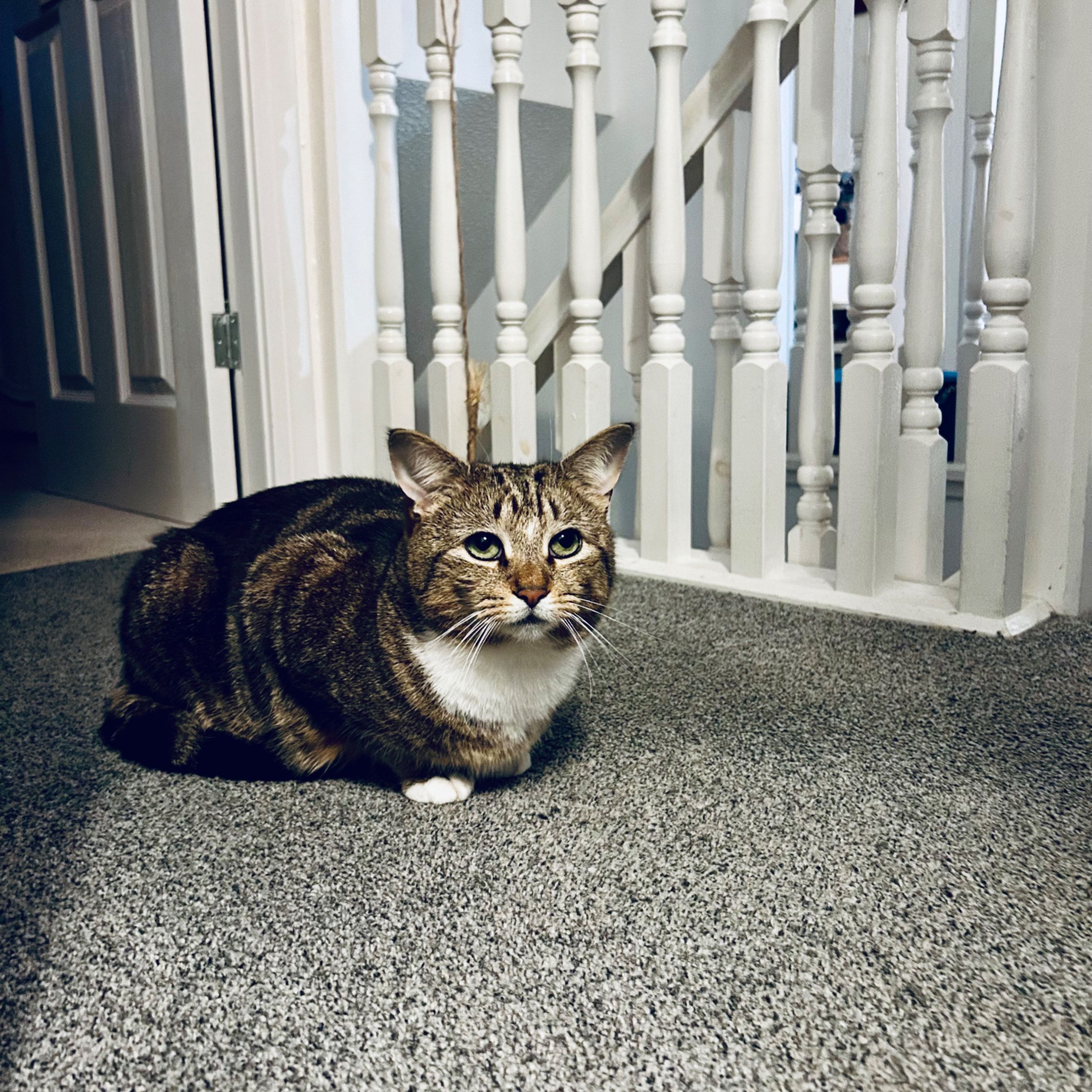 Dexter