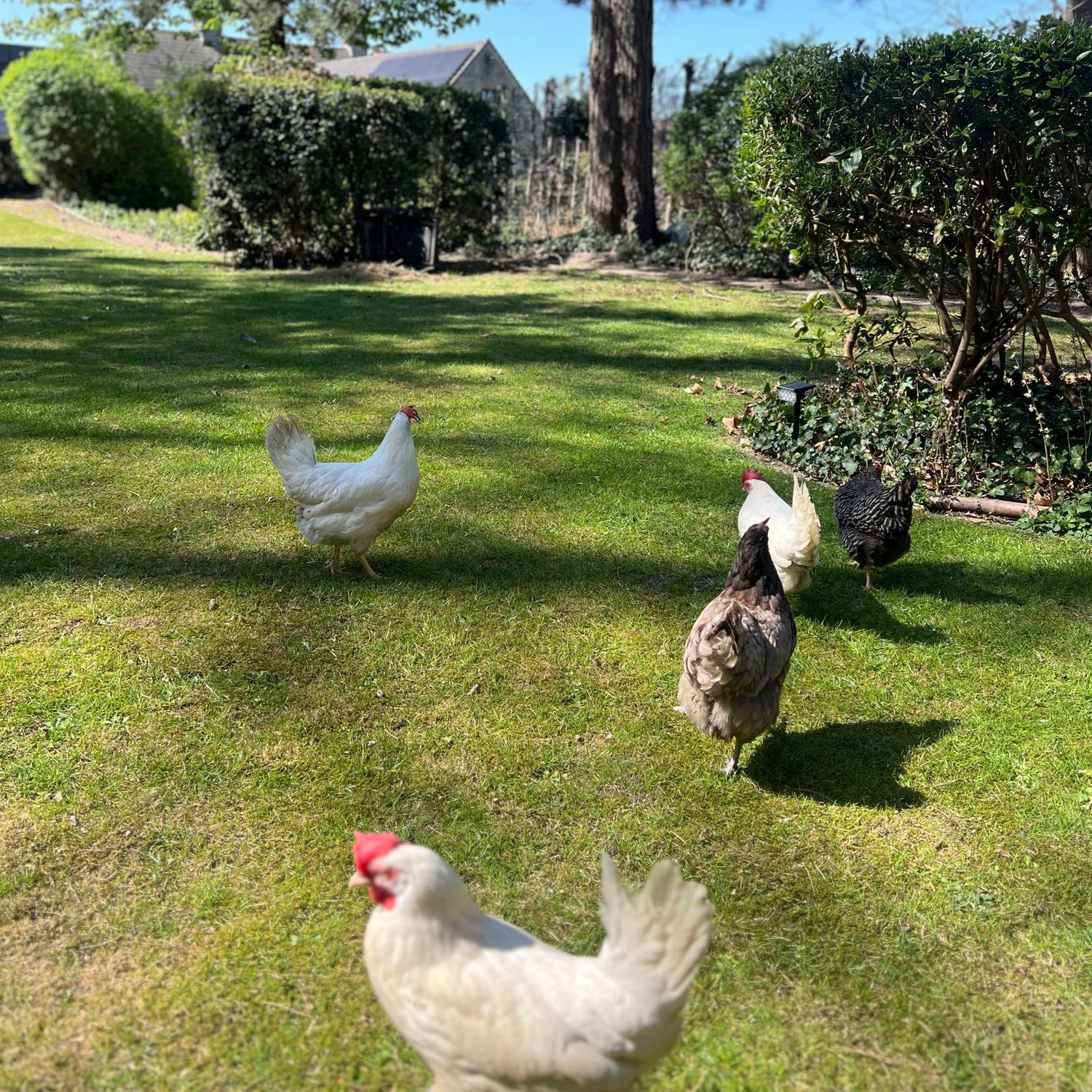 Pluisje, Bella, Brunette, Mr. Popoo, ...