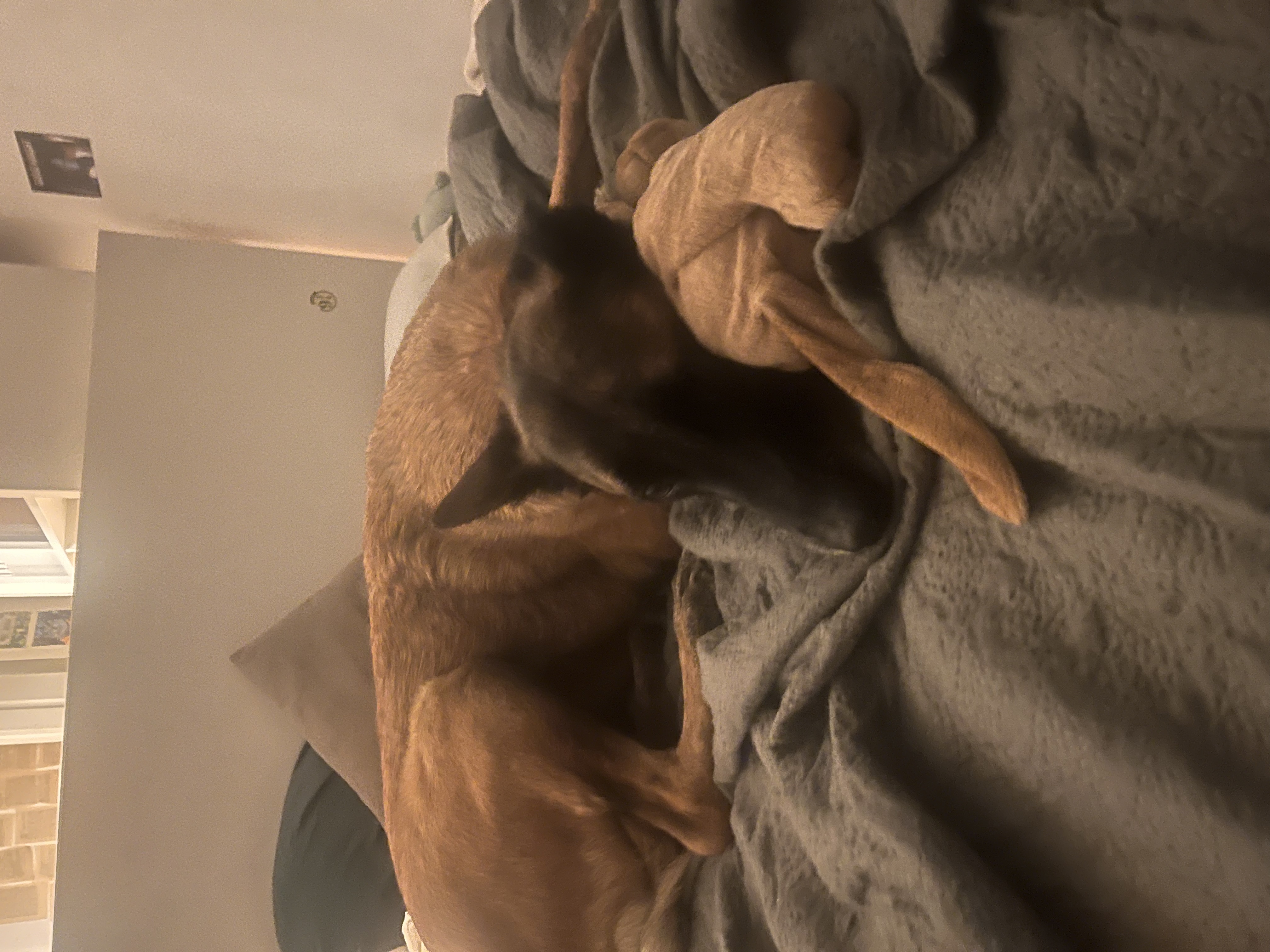 image-7