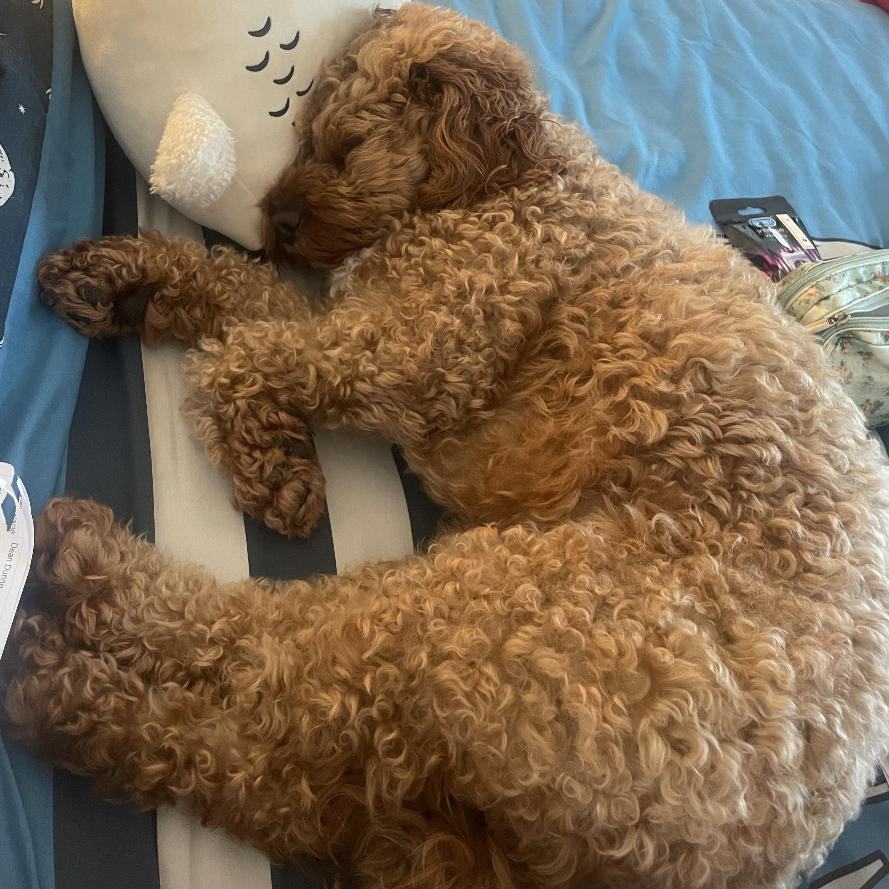 Wally 