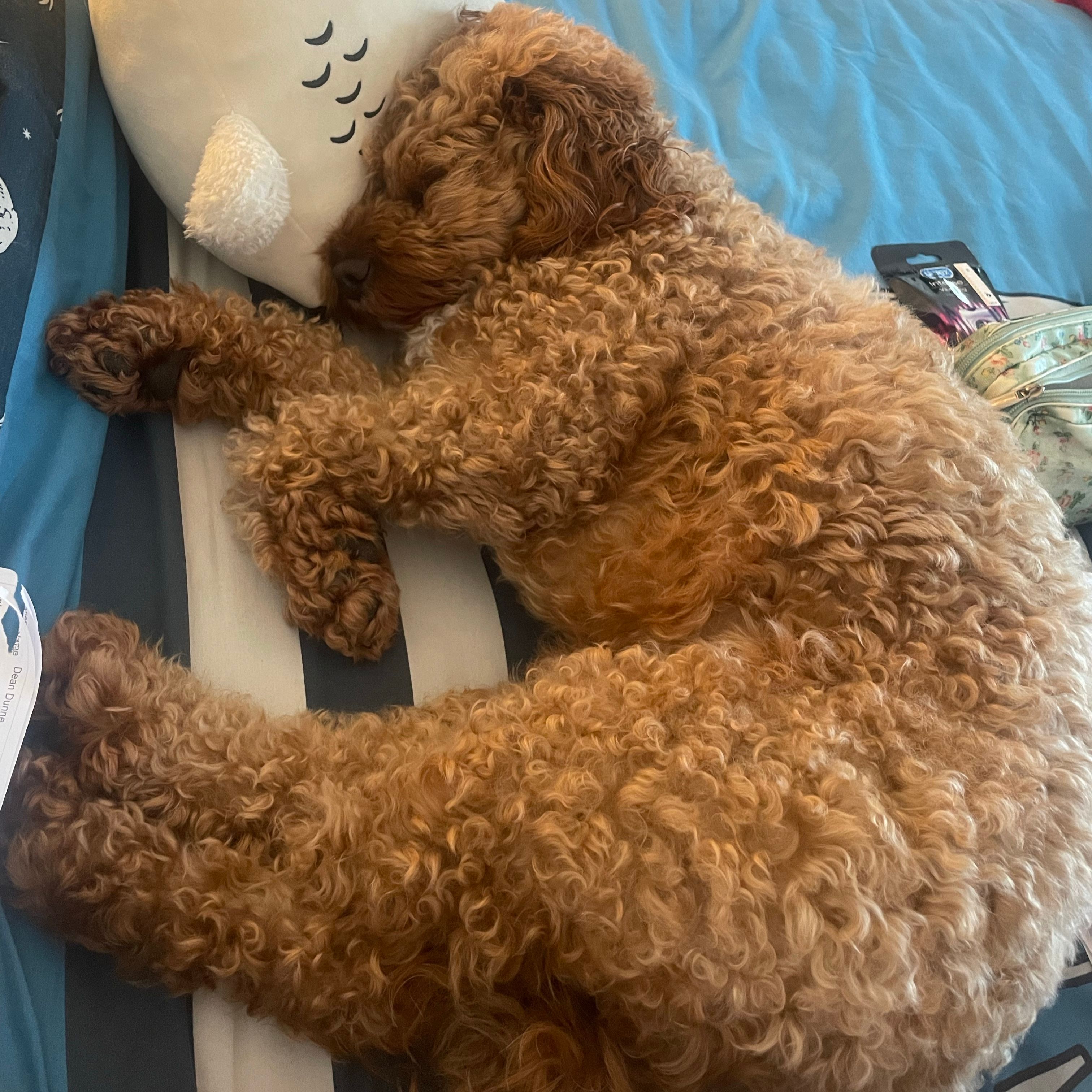 Wally