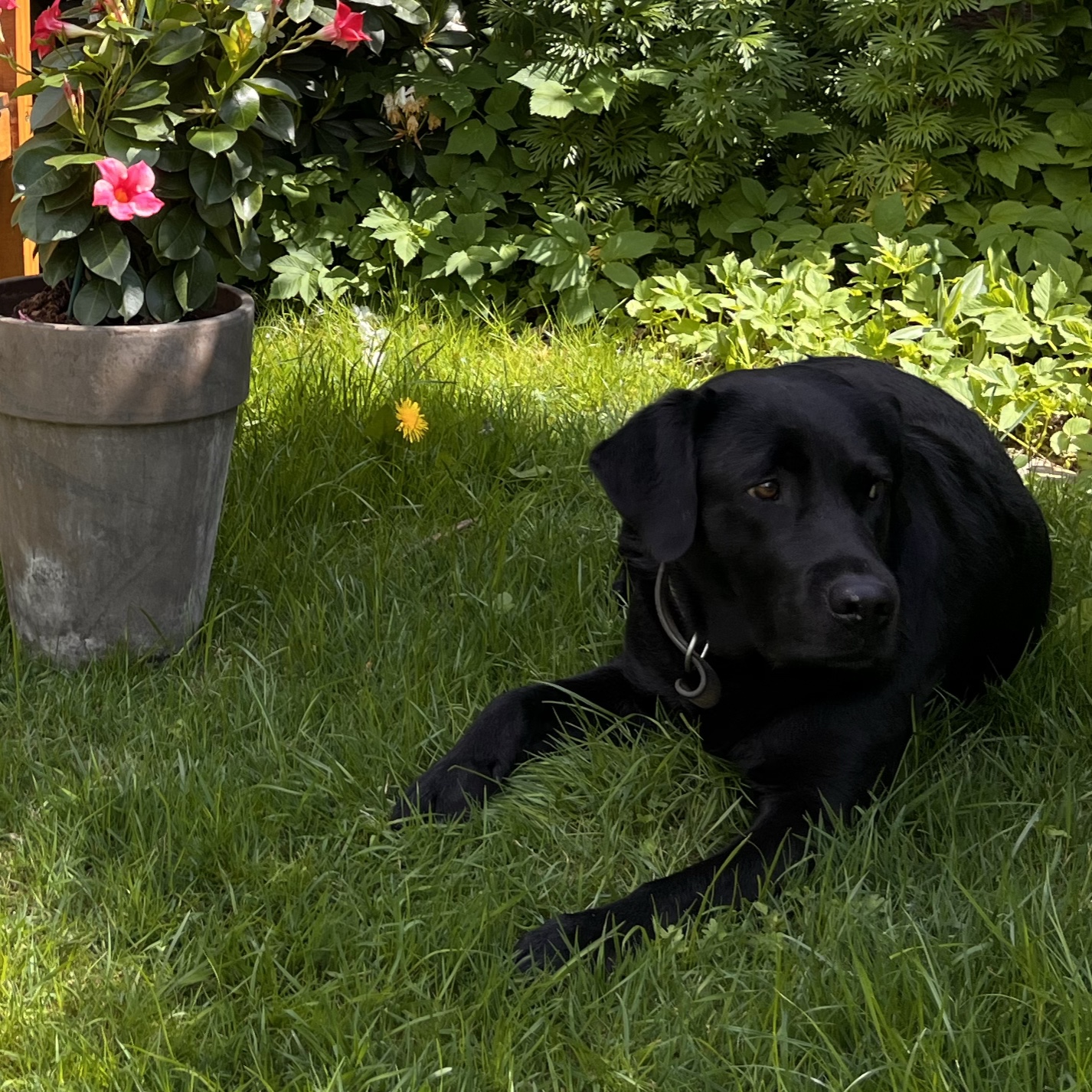 Wilma 