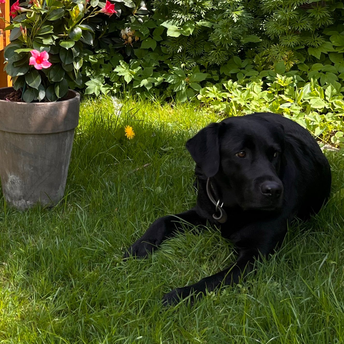 Wilma