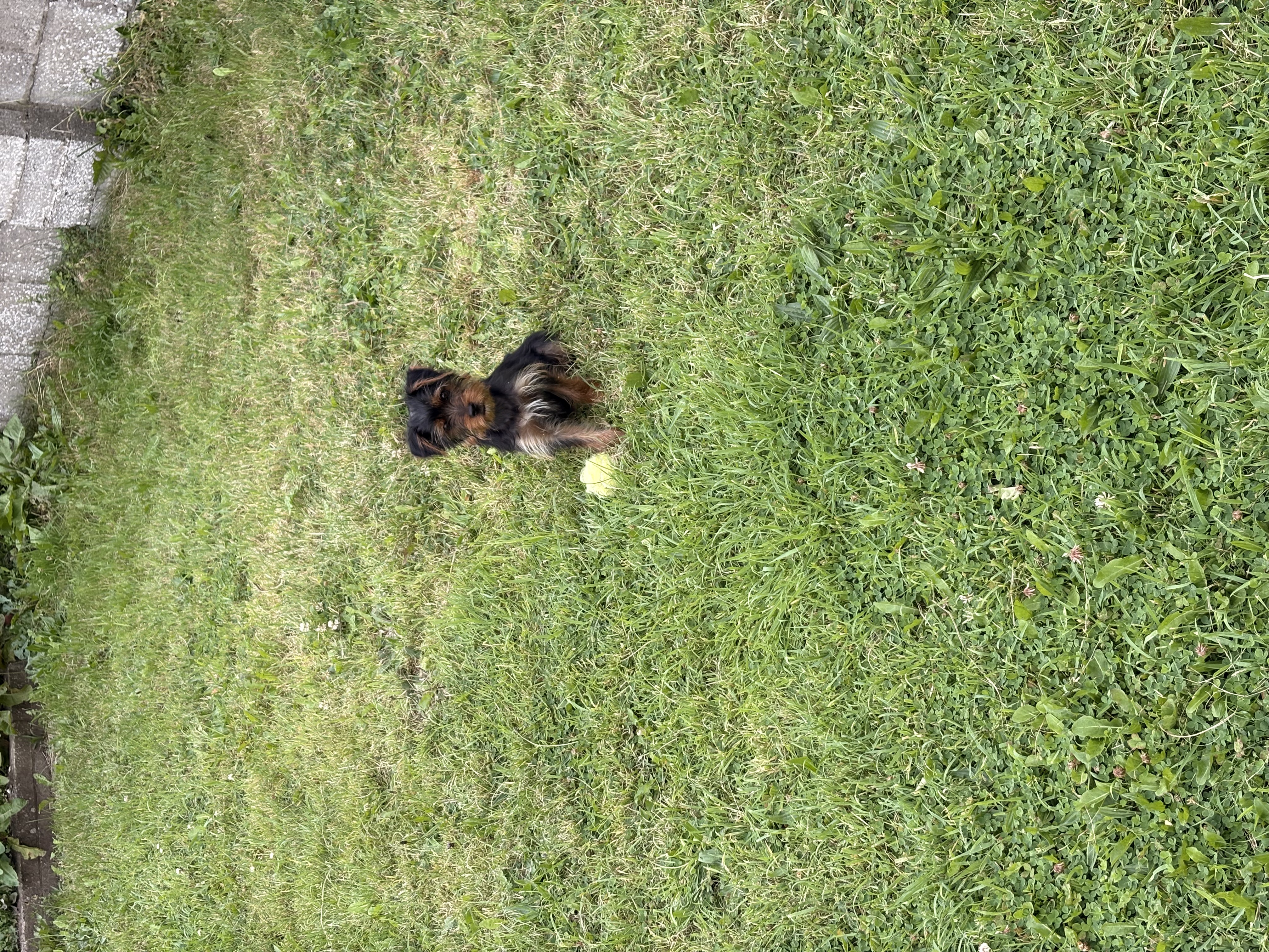image-7