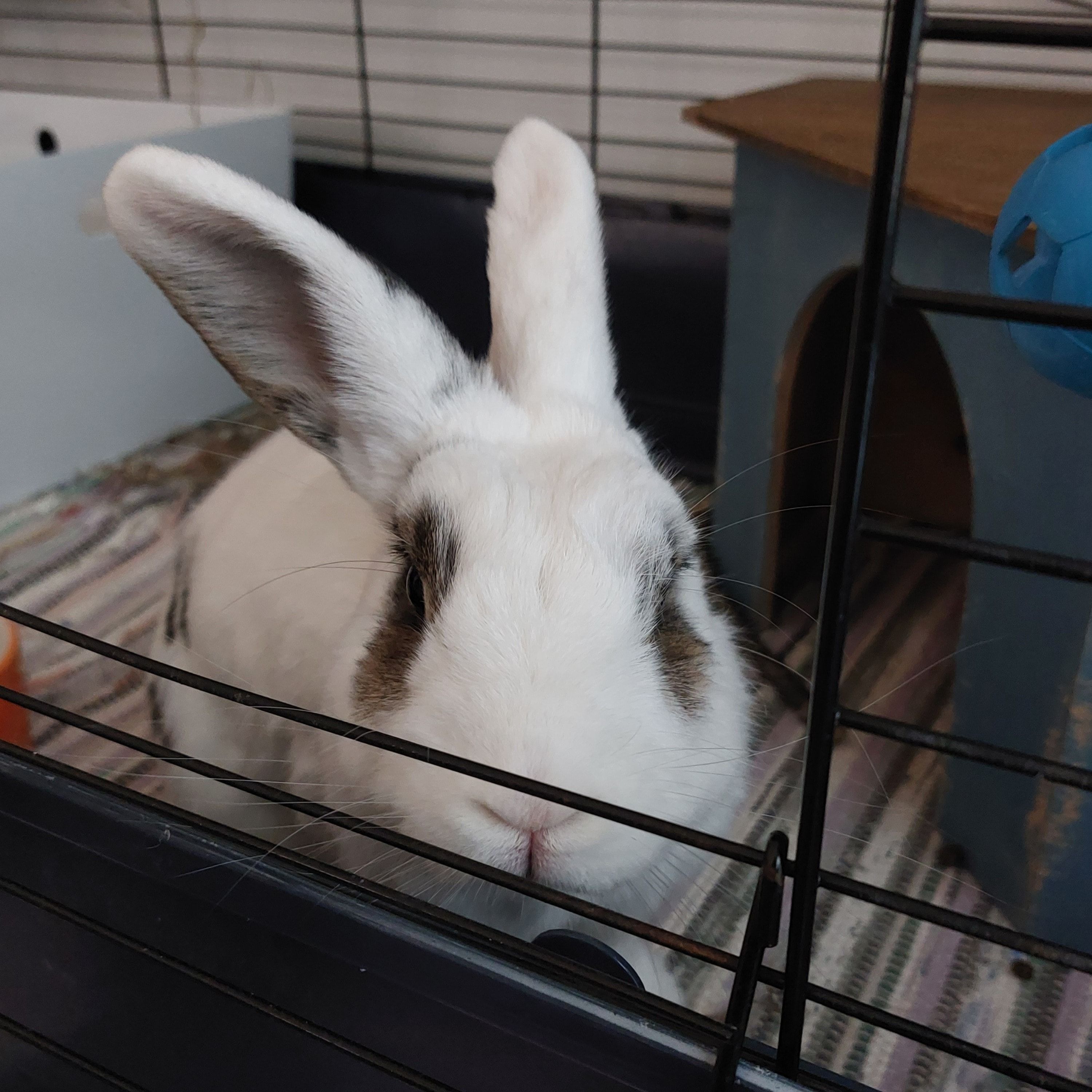 Pumpuli