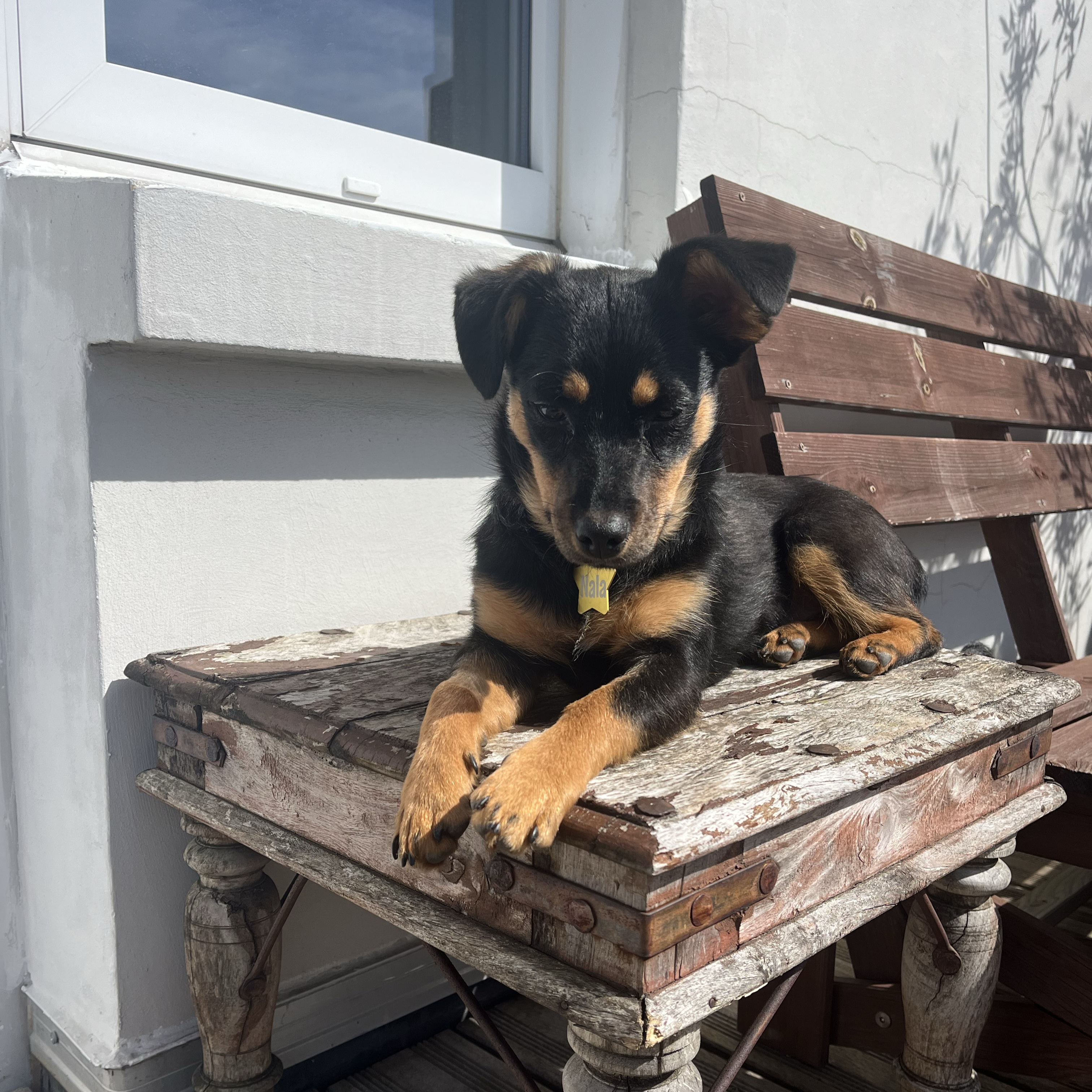 Nala