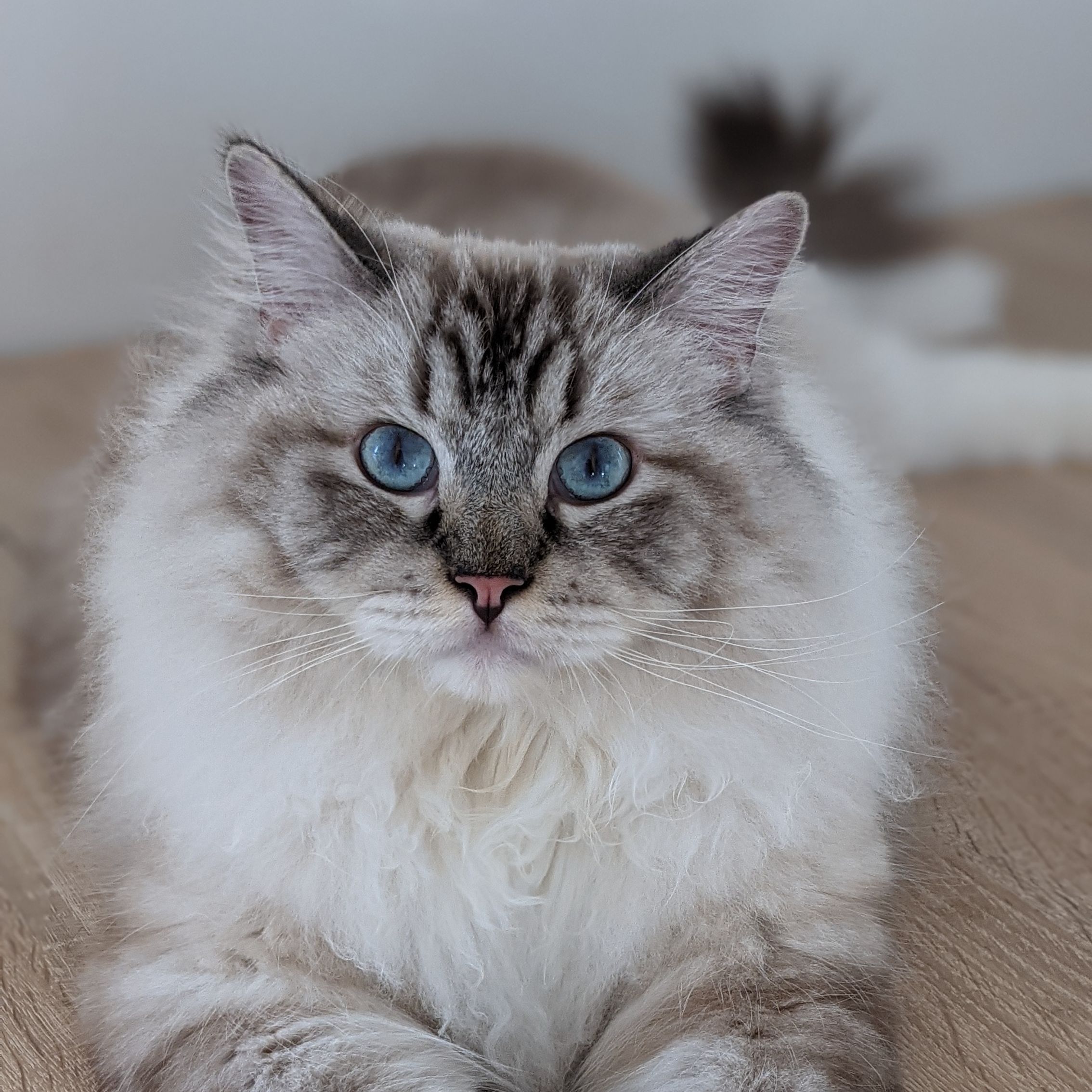 Morpheus