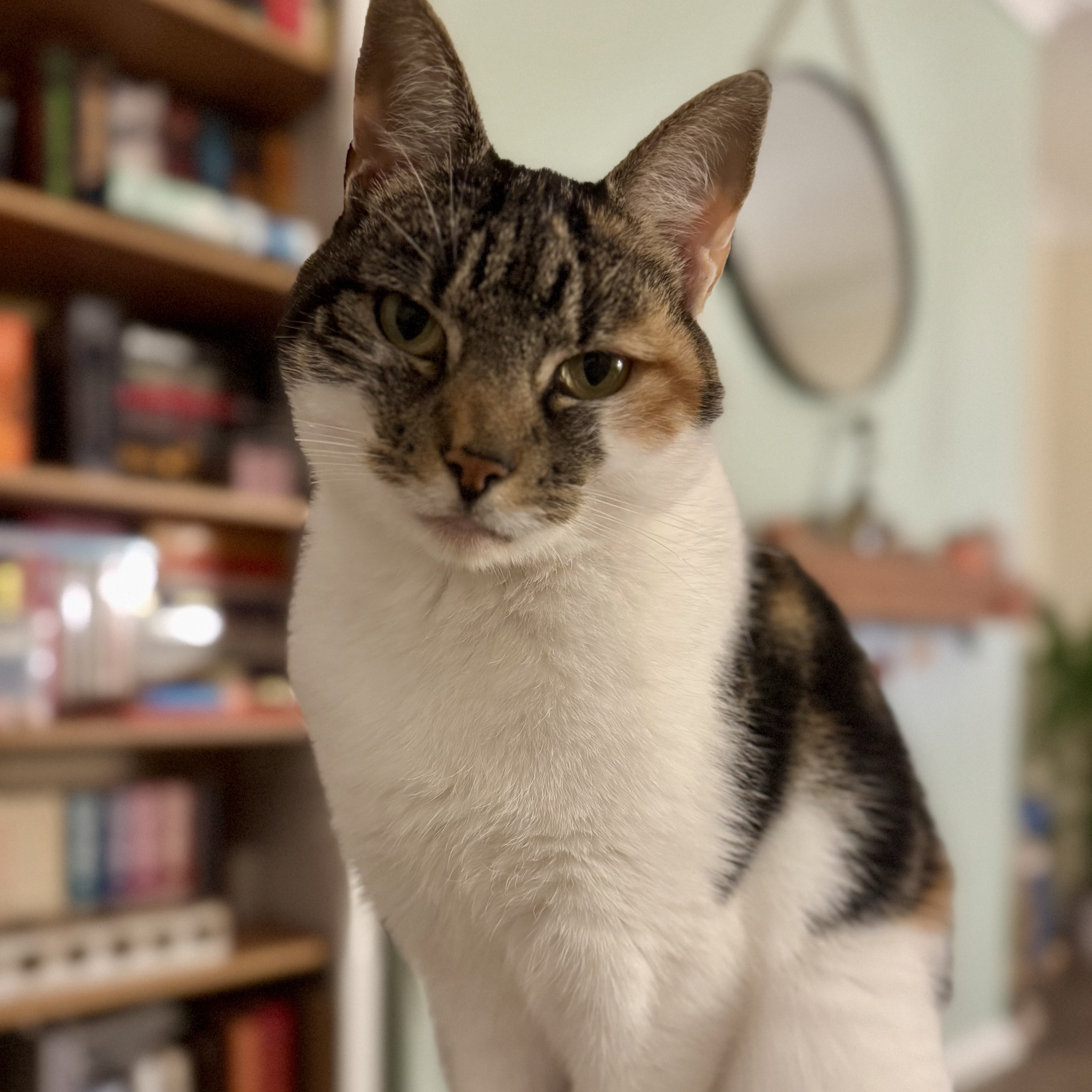 Luna 