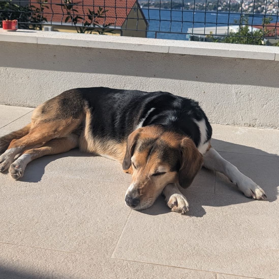Nala