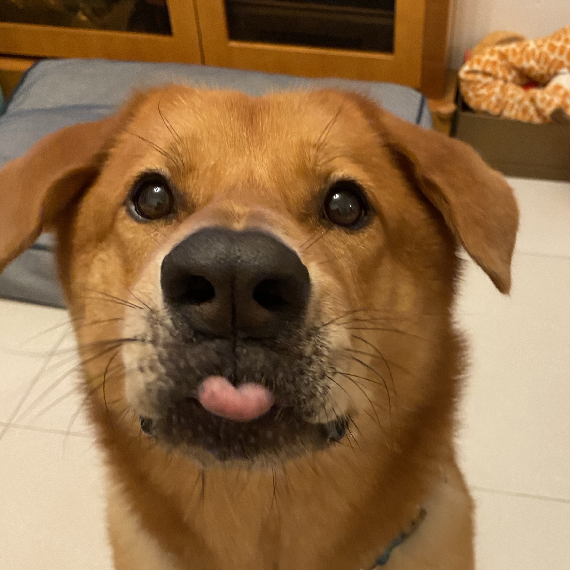 Mo