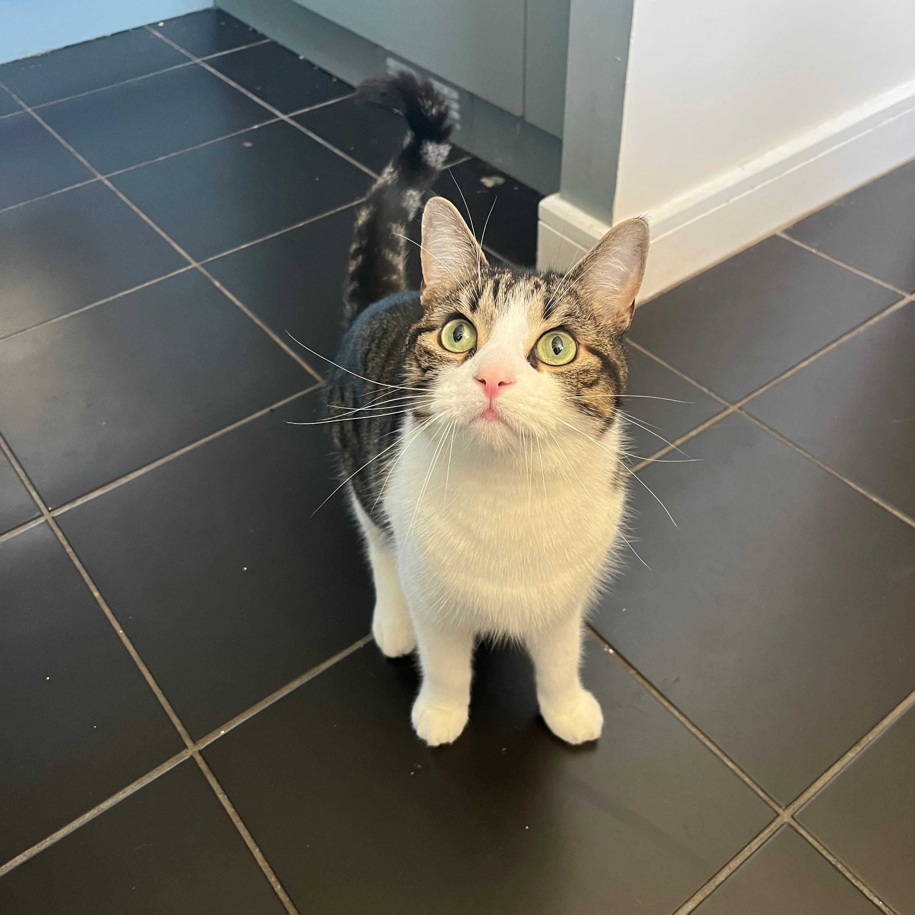 Benji
