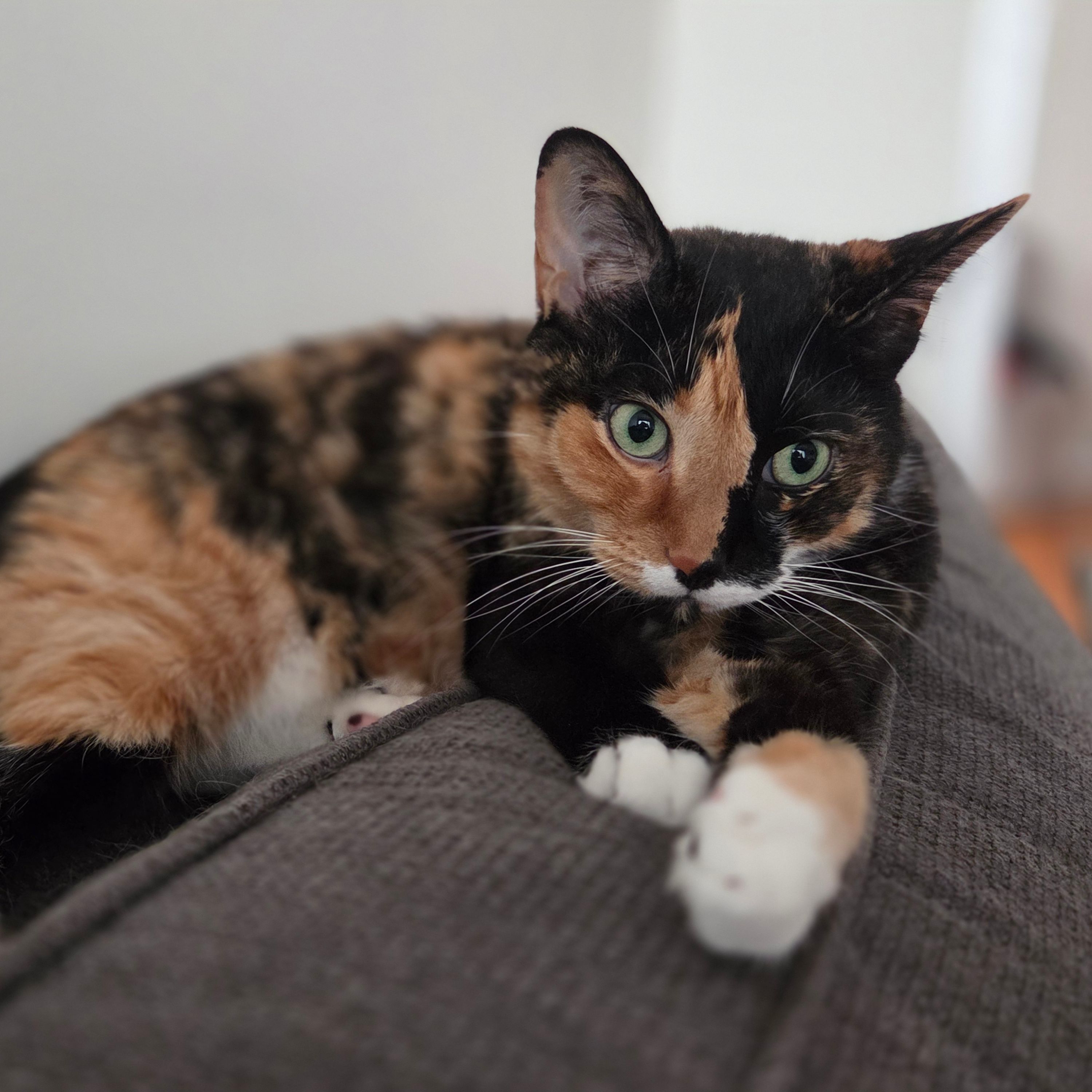 Cleo