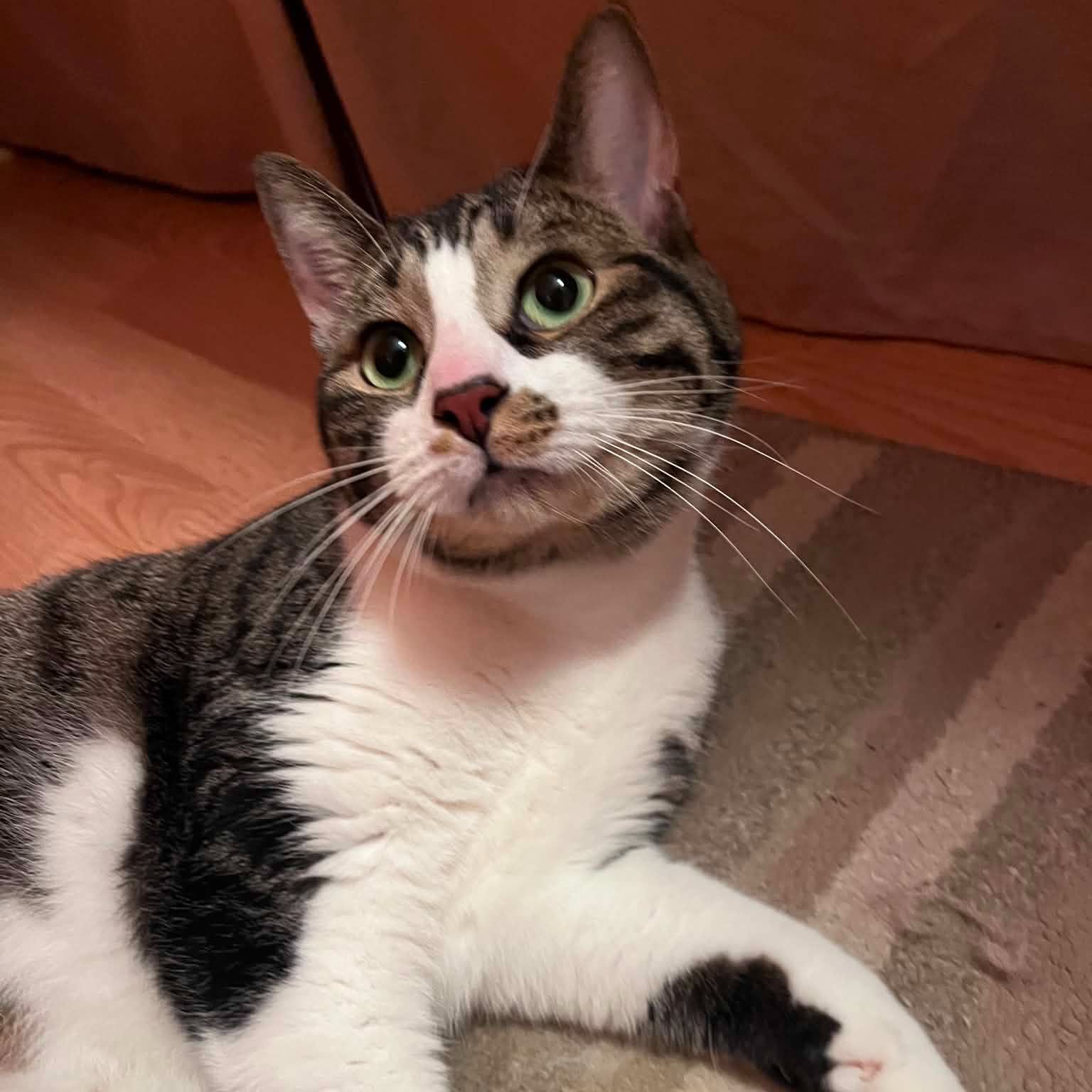 Felix