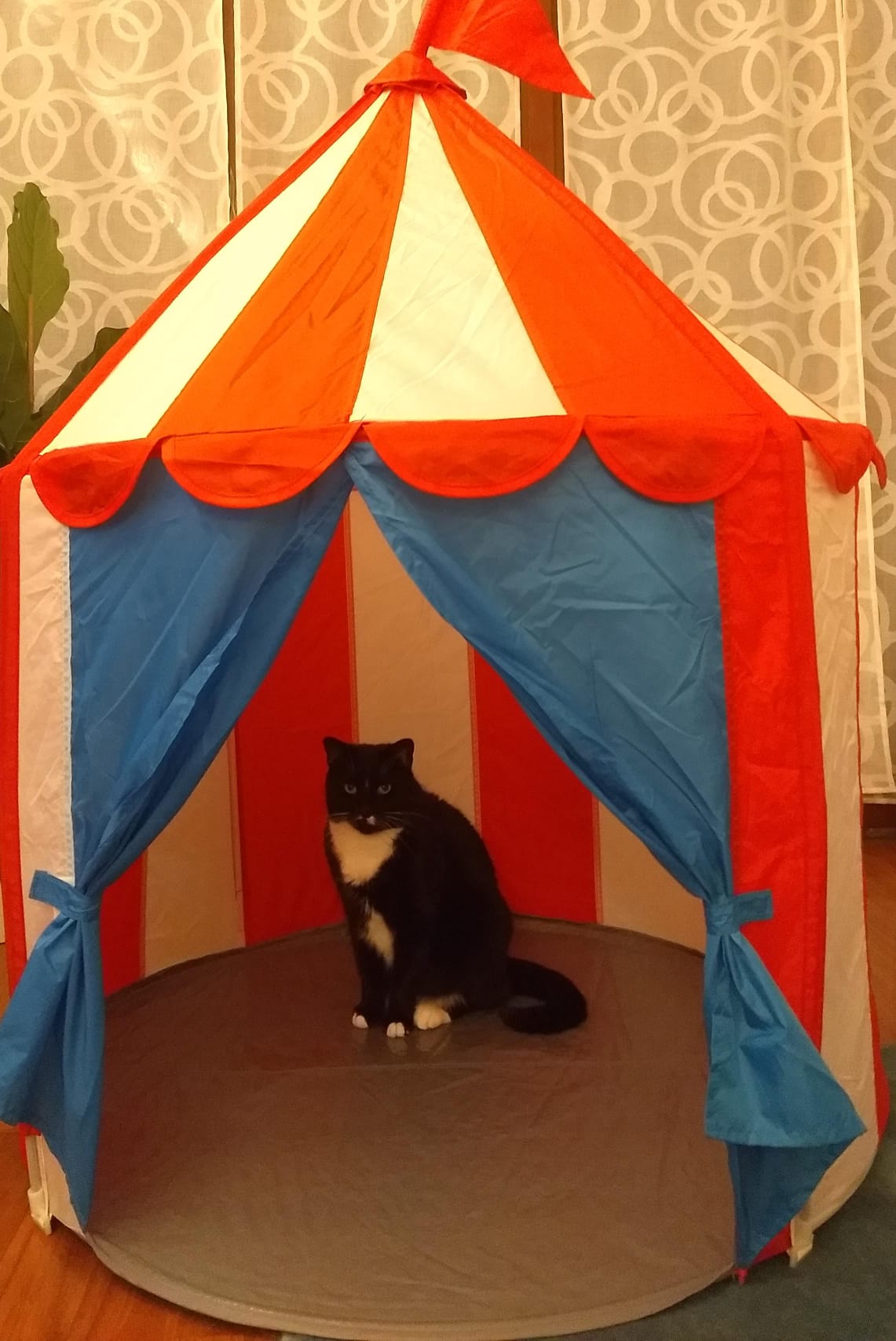 image-5
