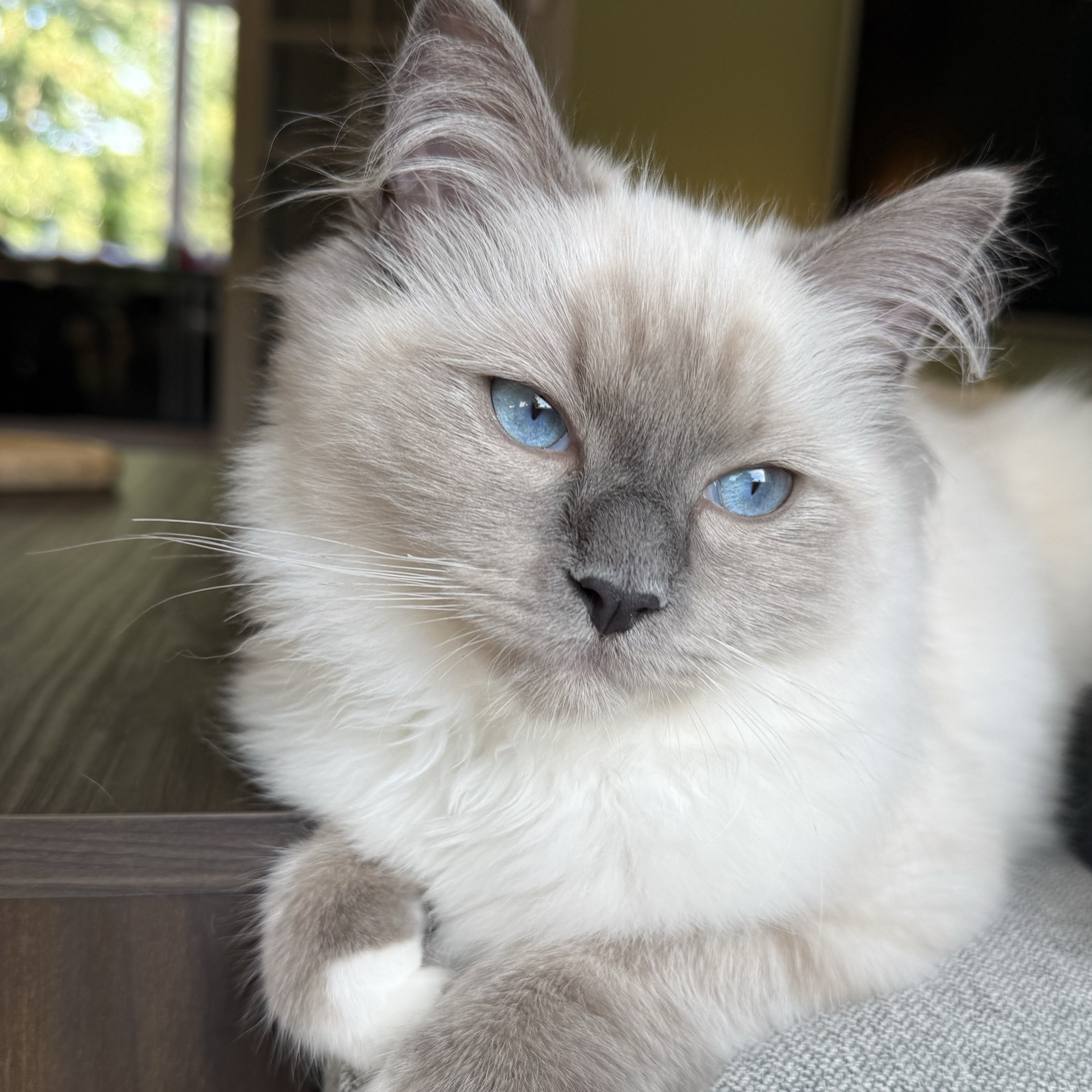 Coco