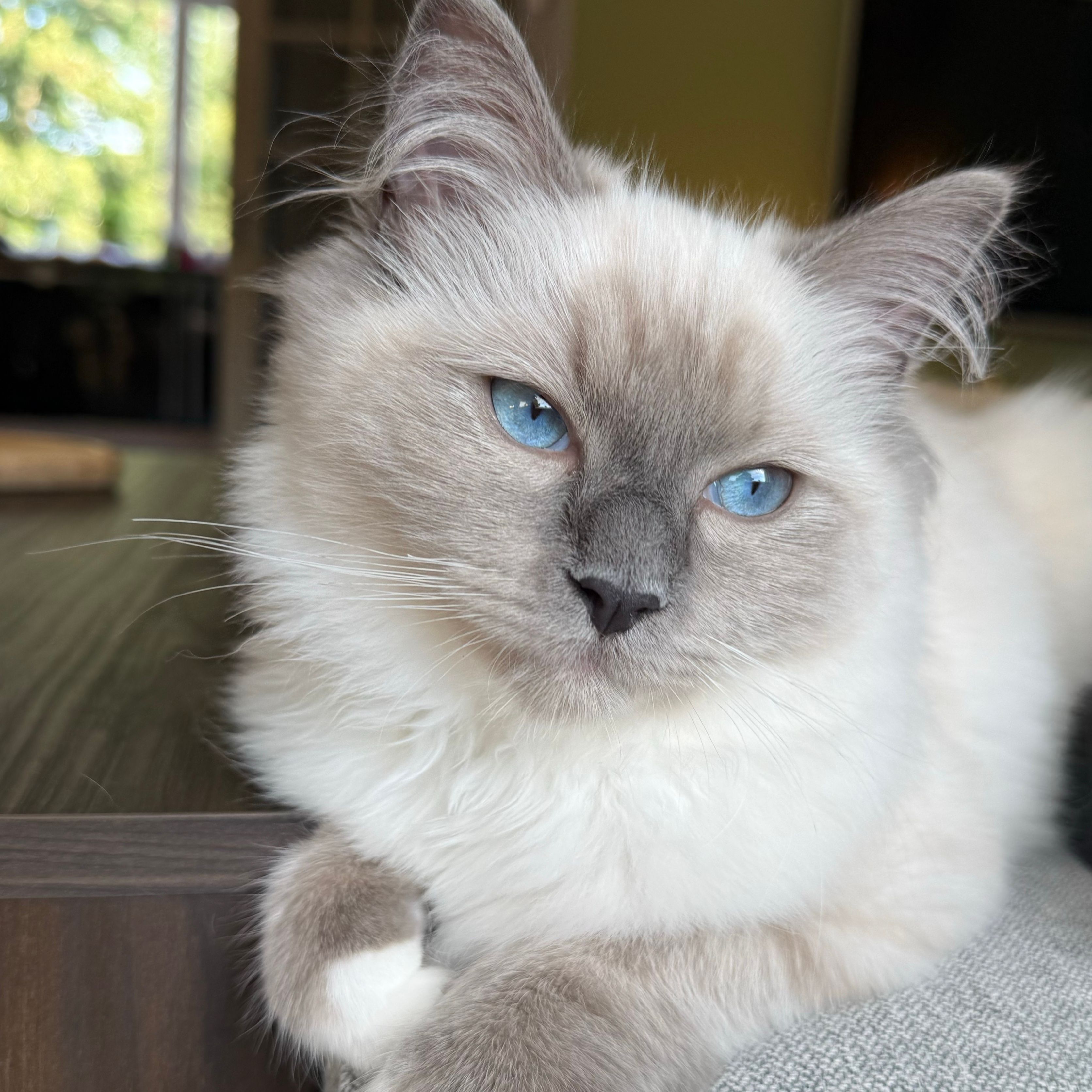 Coco