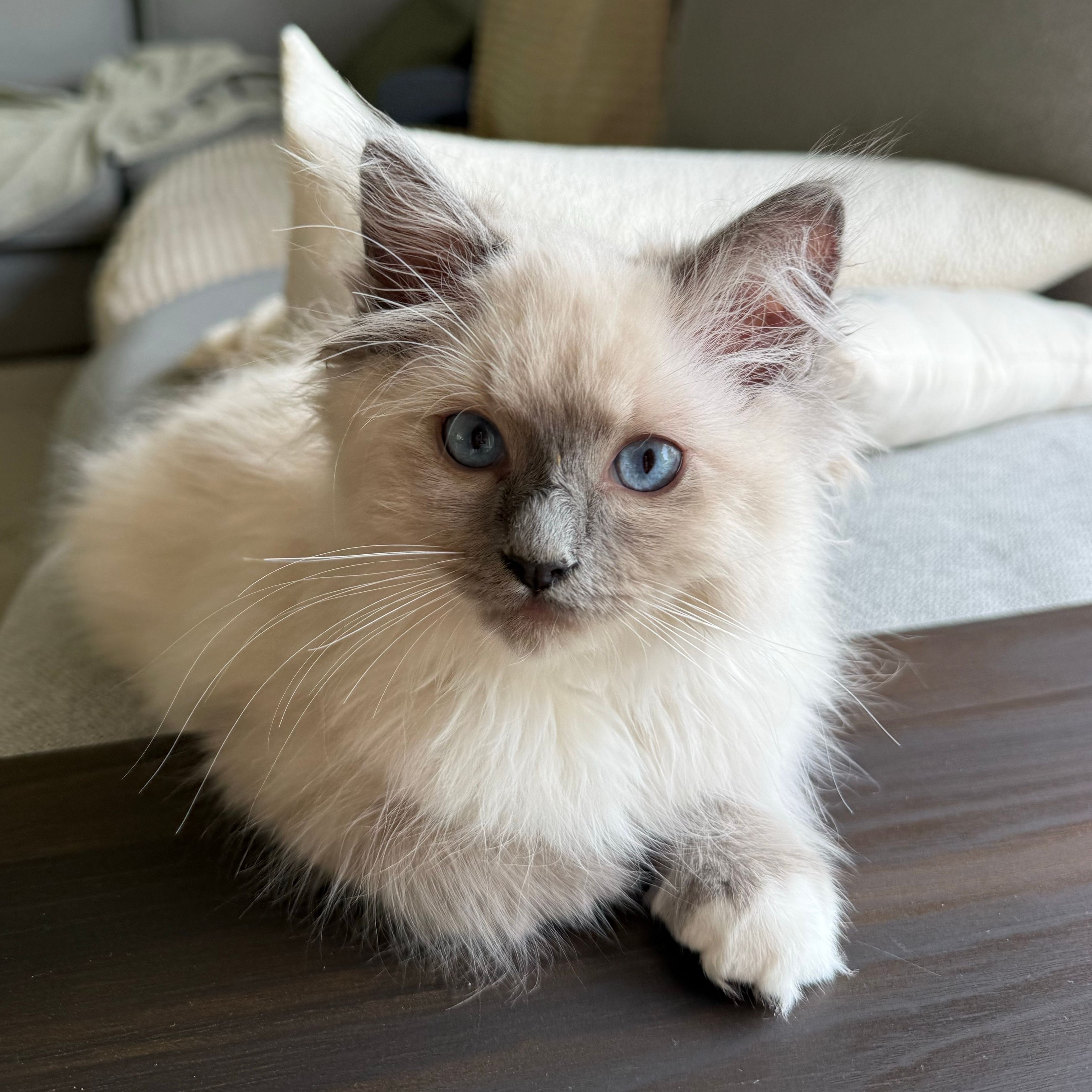 Coco