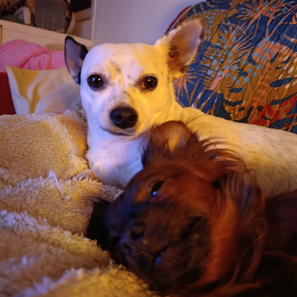 Bubu