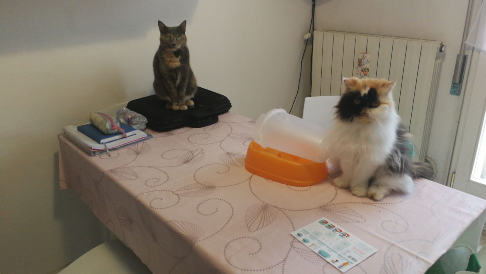 image-6