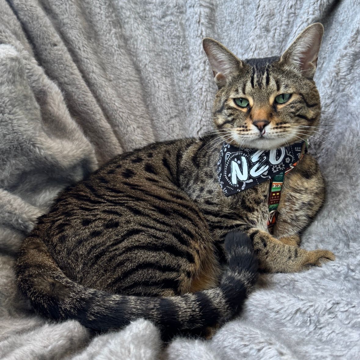 Neo