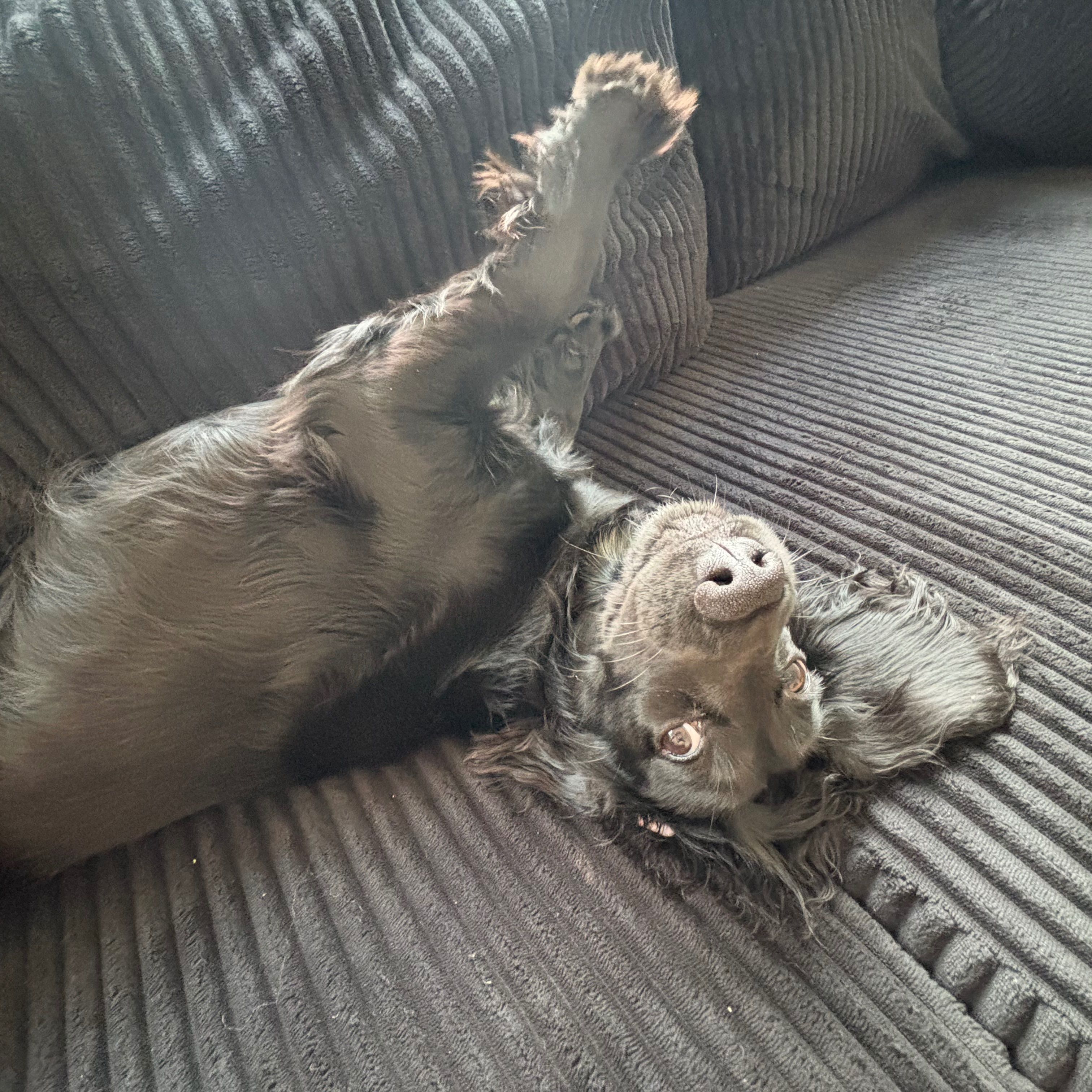 Nala