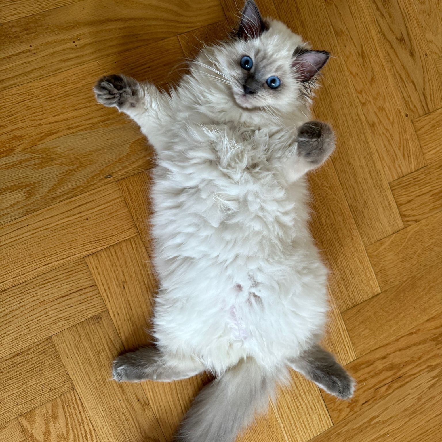 Mochi