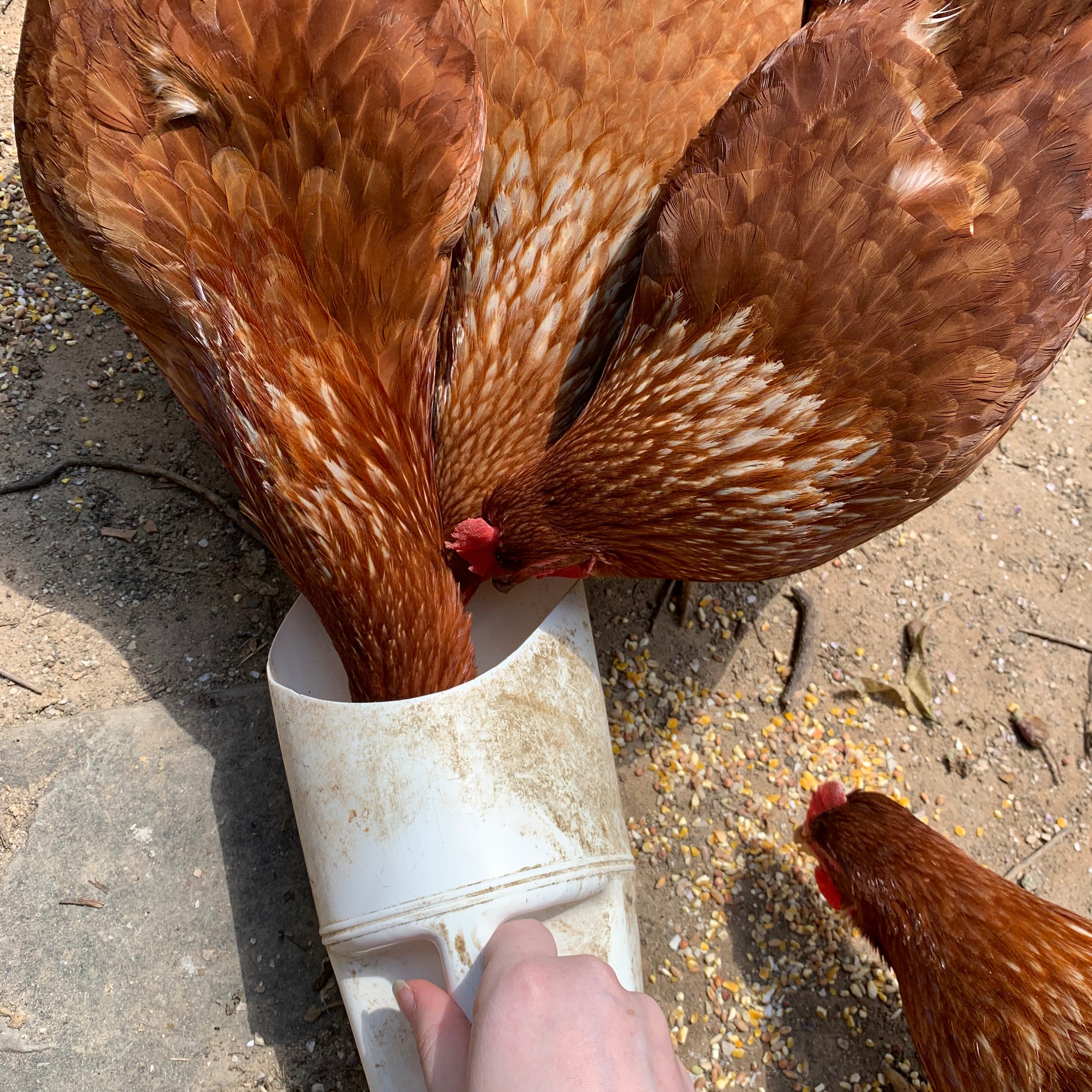 Pina, Rina, Tina, Gina