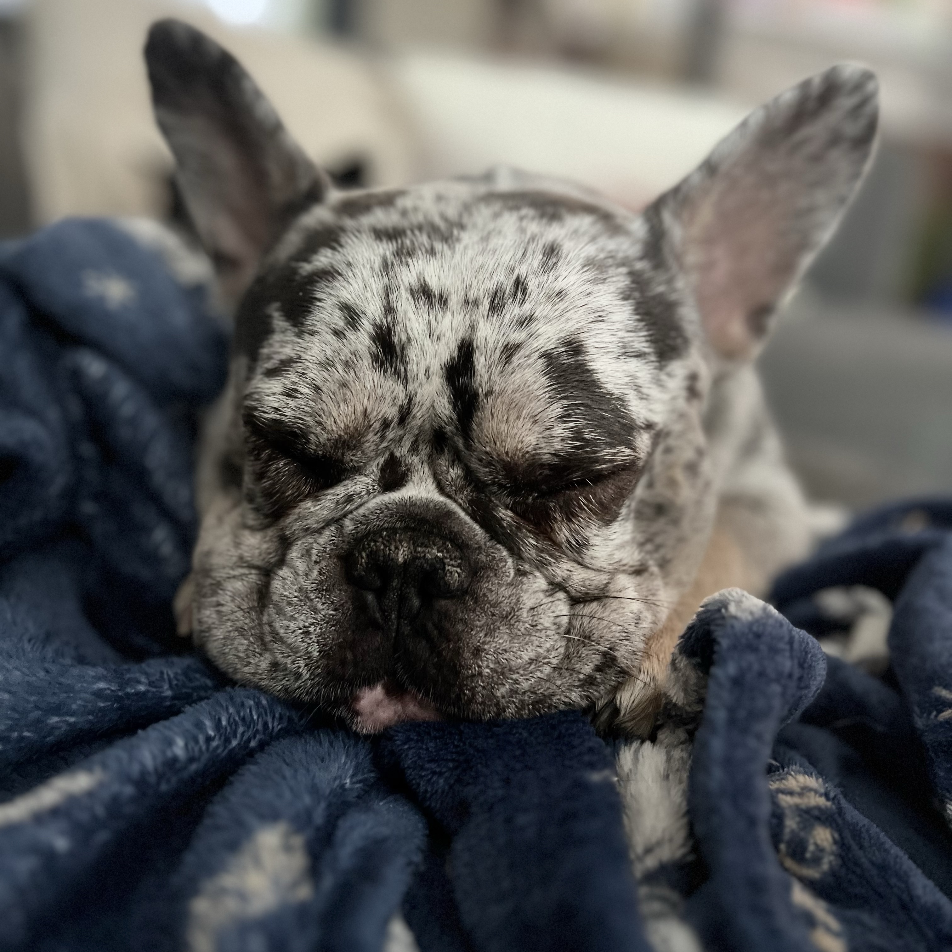 Pippa