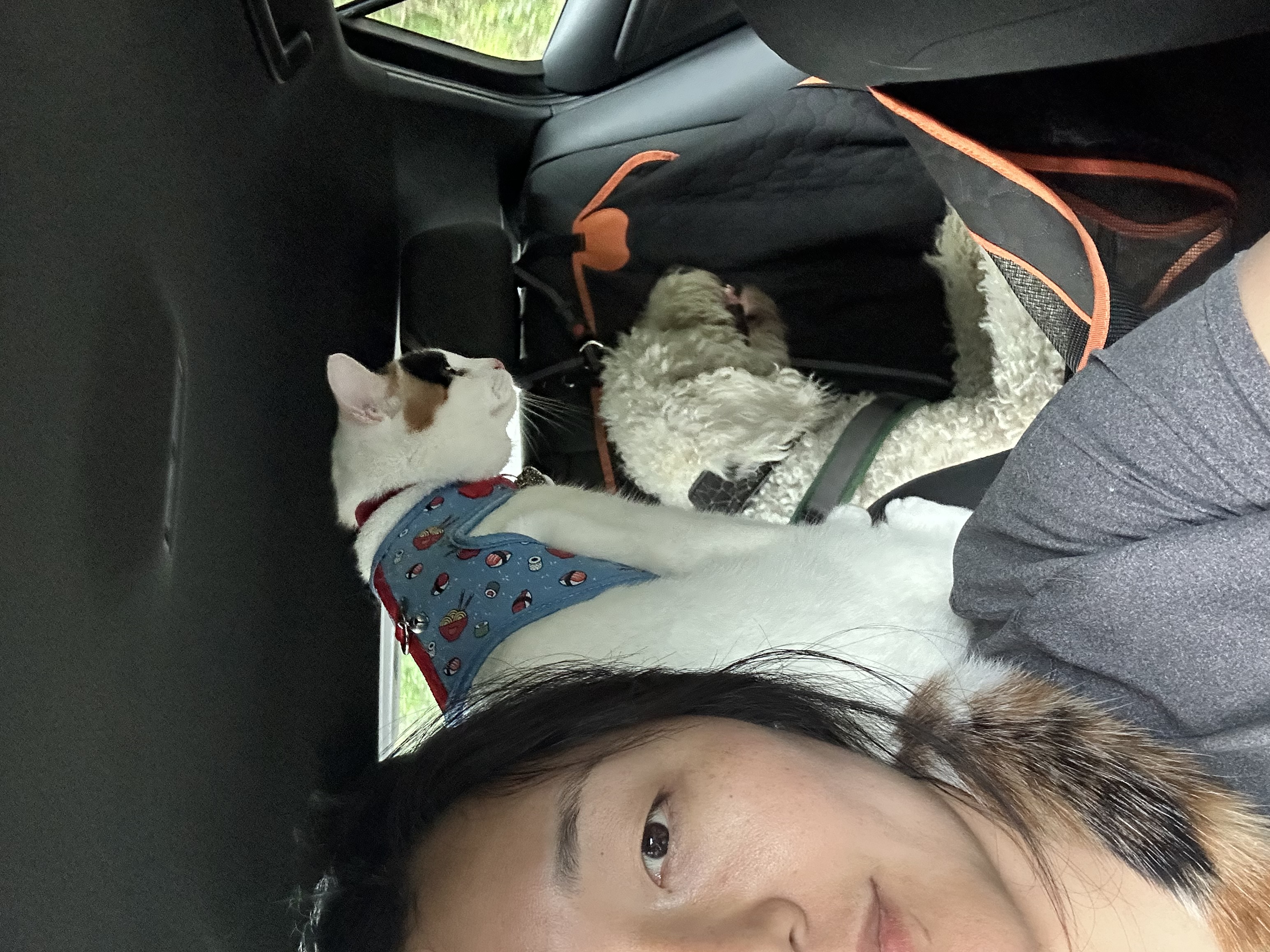 image-4