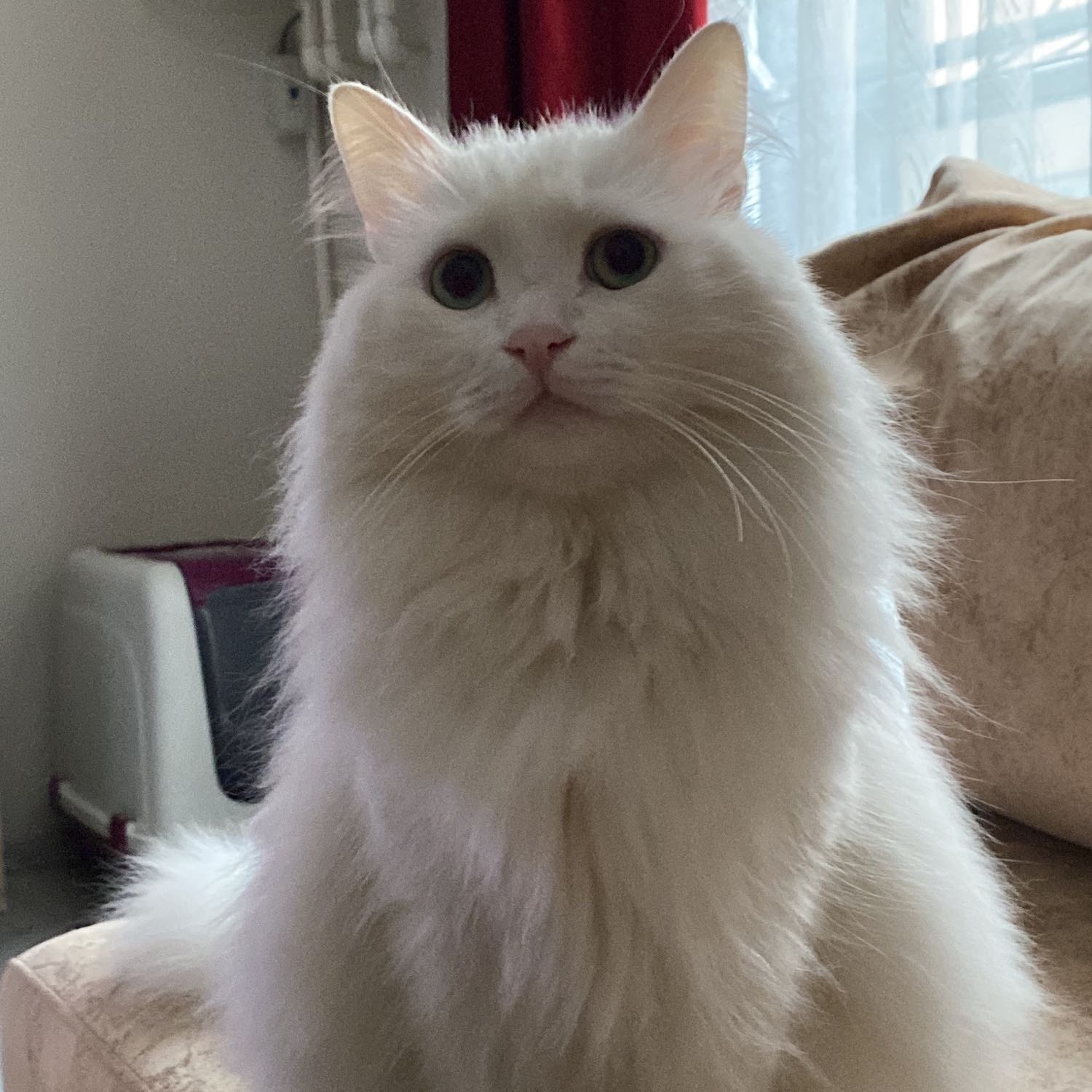 Ceviz